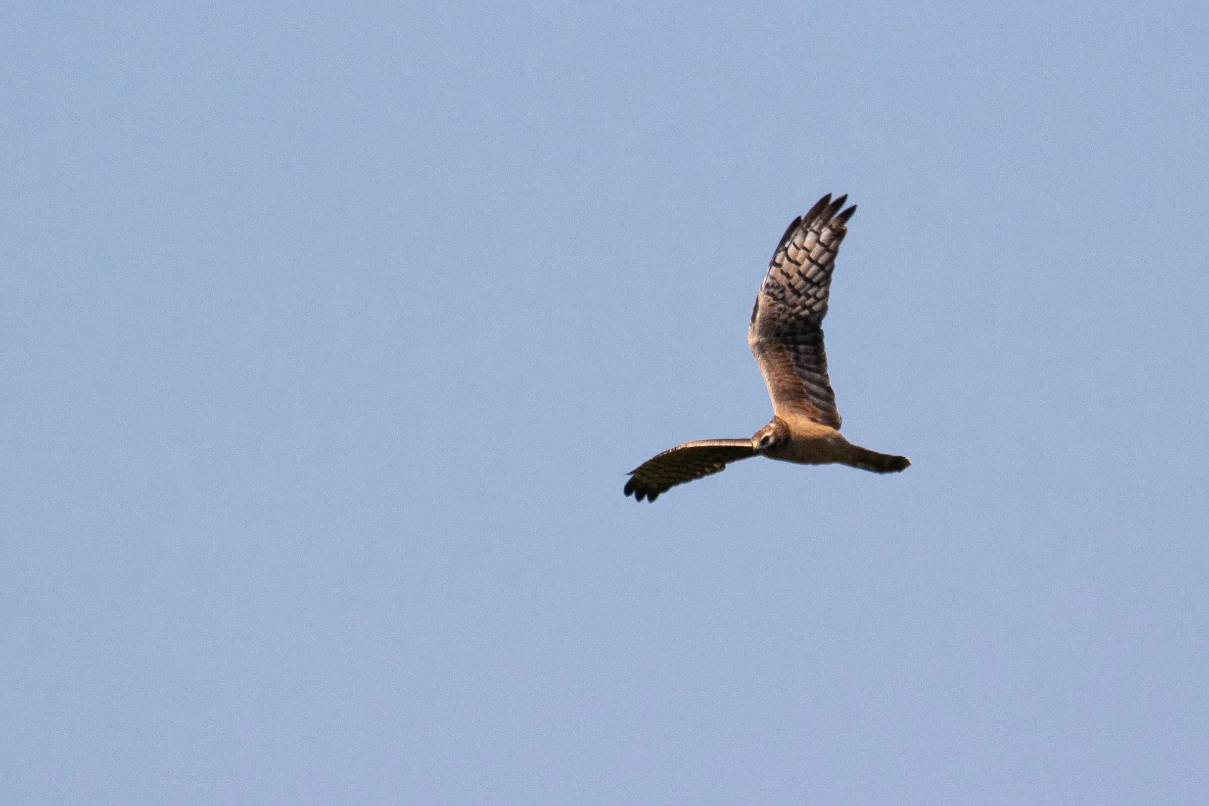 September 13th. Juvenile Montagu’s Harrier.
