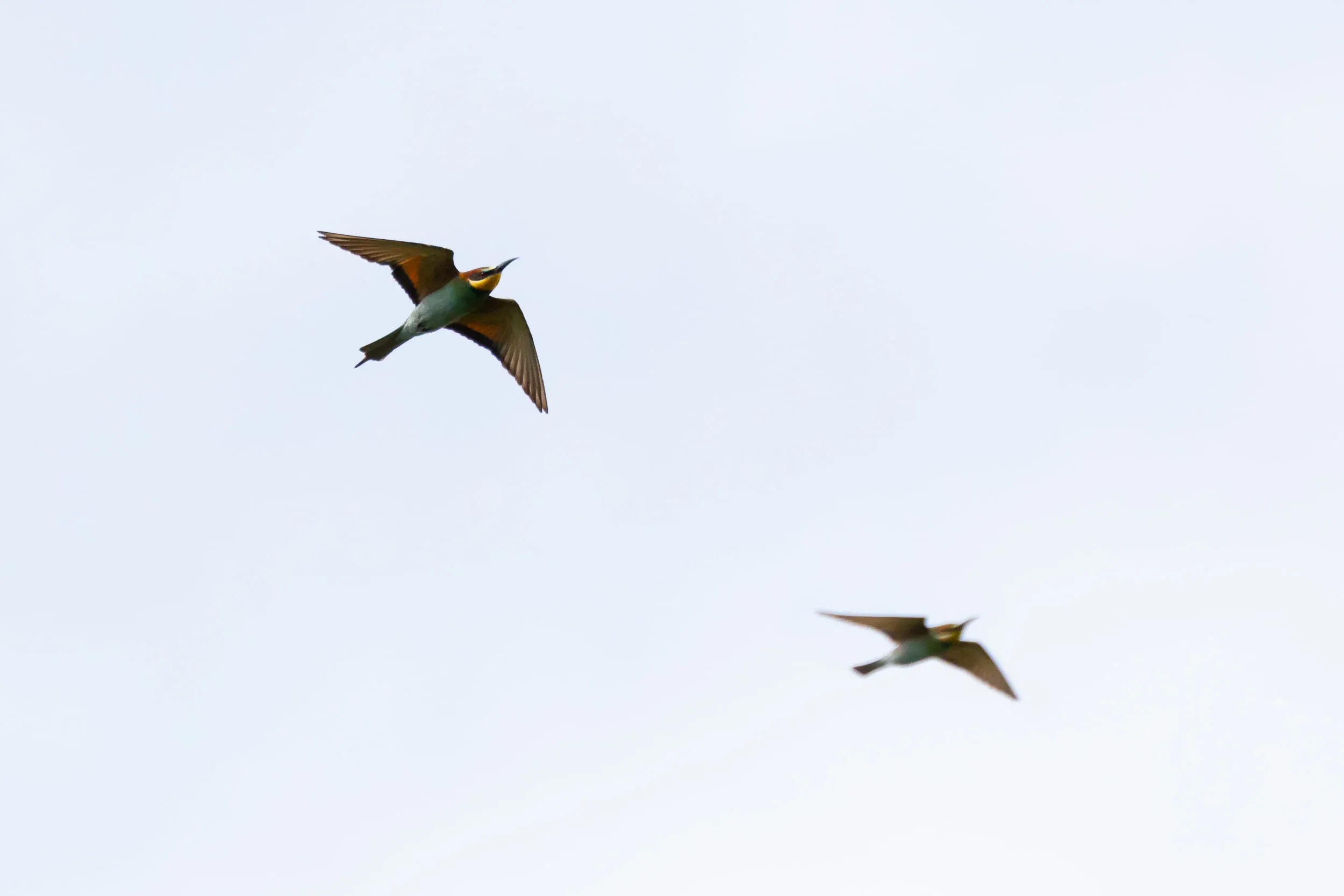 September 14th. European Bee-eaters
