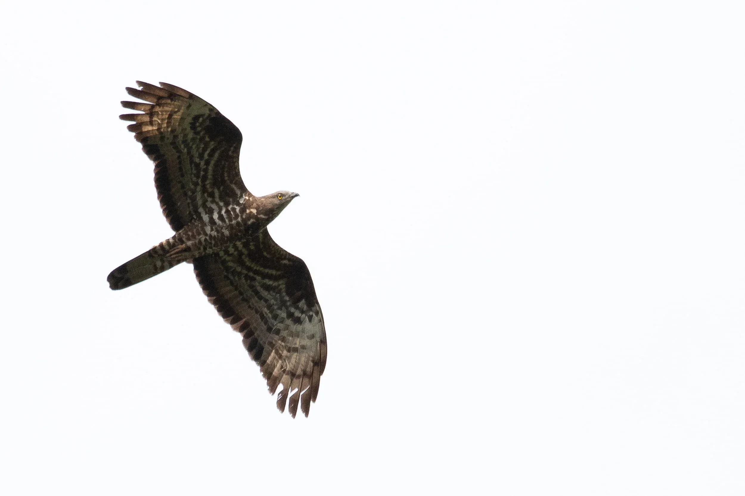 September 14th. Honey Buzzard adult female.