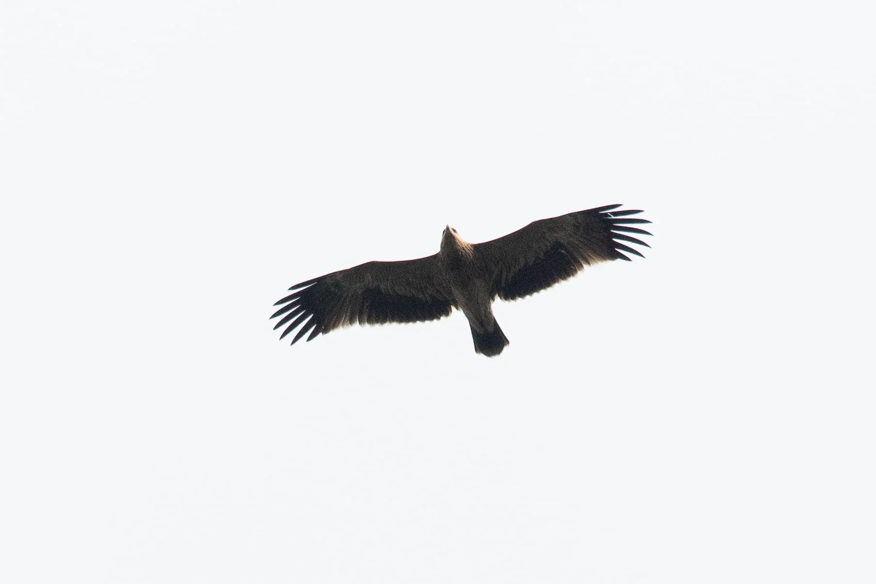 September 22nd. Hardly an exciting photo of a juvenile Imperial Eagle, but since this was the first Imperial I ever ‘properly’ (ahum) photographed, this one deserves a spot here.