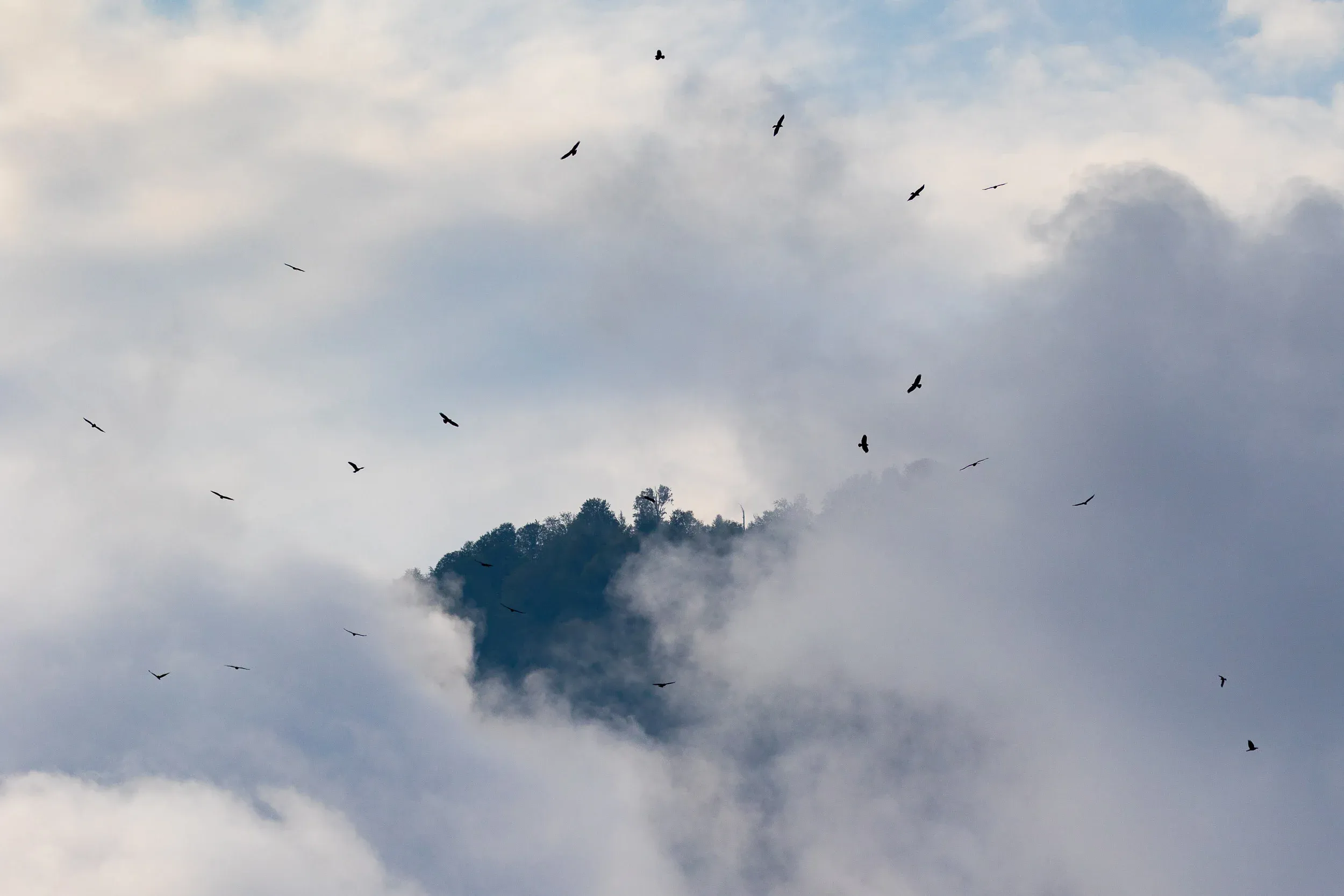 September 22nd. Steppe Buzzard migration is the total opposite of Honey Buzzard migration. It appears inefficient, chaotic and too much of it happens within the clouds. It’s a heck of a lot of fun to experience though…