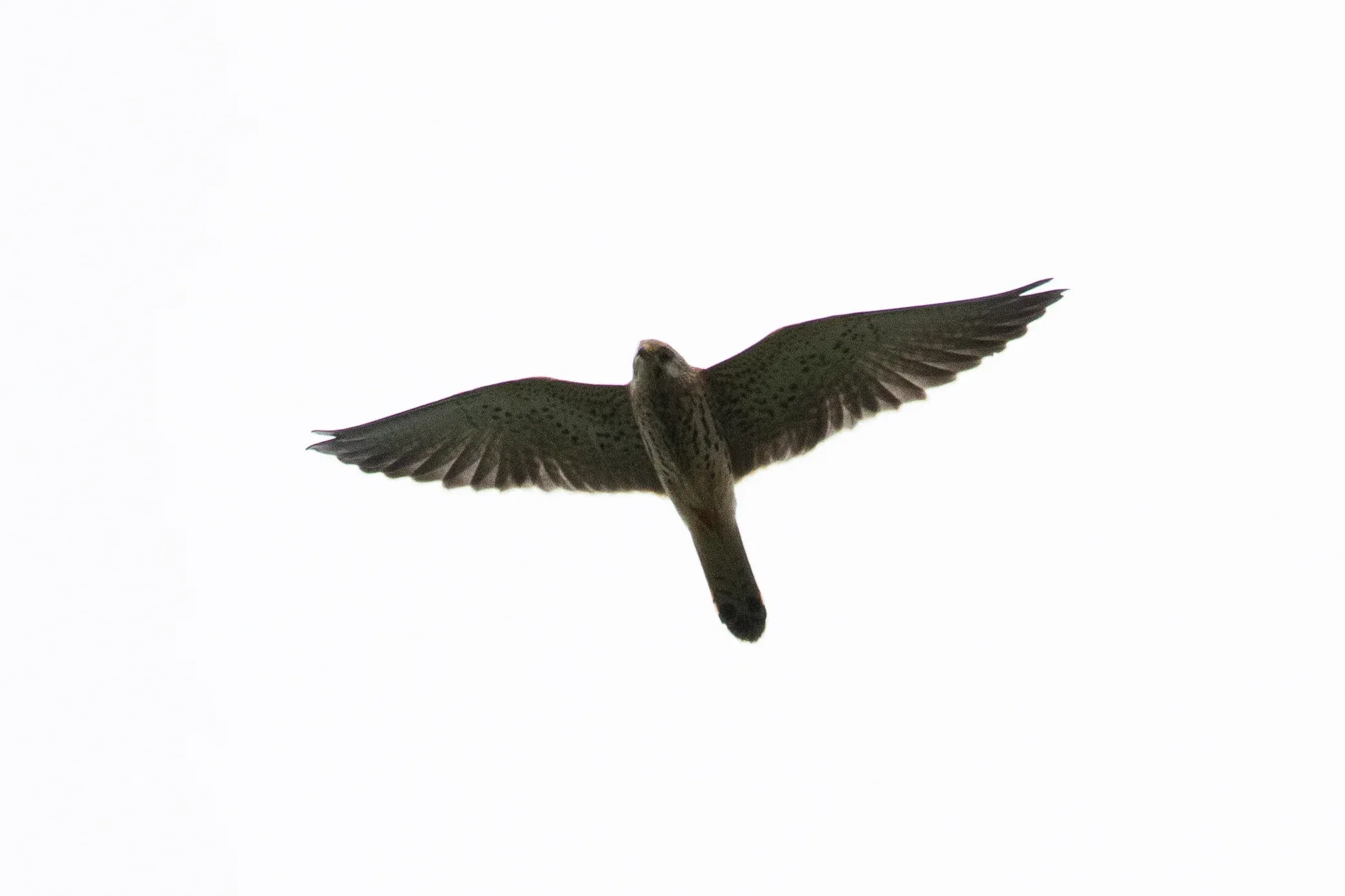 September 27th. A juvenile Kestrel with a very long outer primary (P10 longer than P7), clinching this as a Lesser Kestrel.