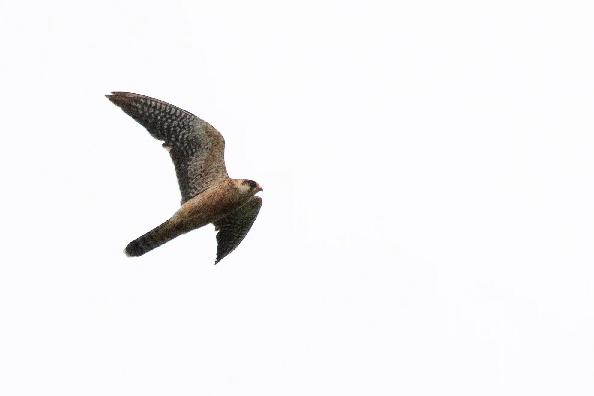 September 27th. Immature (2cy) female Red-footed Falcon with outermost 2 primaries still juvenile type and barred greater coverts on the underwing.