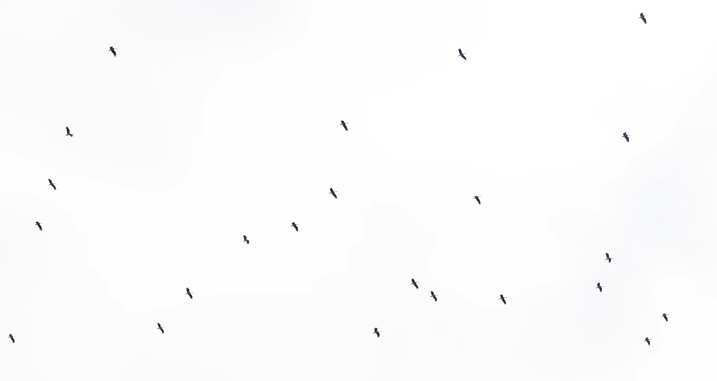 September 28th. A nice flock of Black Storks, or in BRC lingo pronounced as Black-È Stork-È with hard E’s.