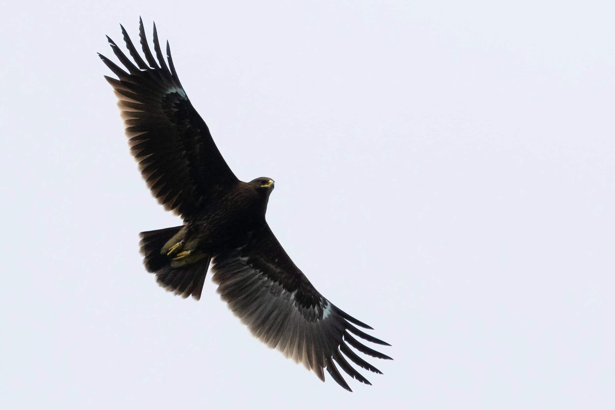 September 29th. Same bird, obviously. Also on the left wing absolutely no barring visible.