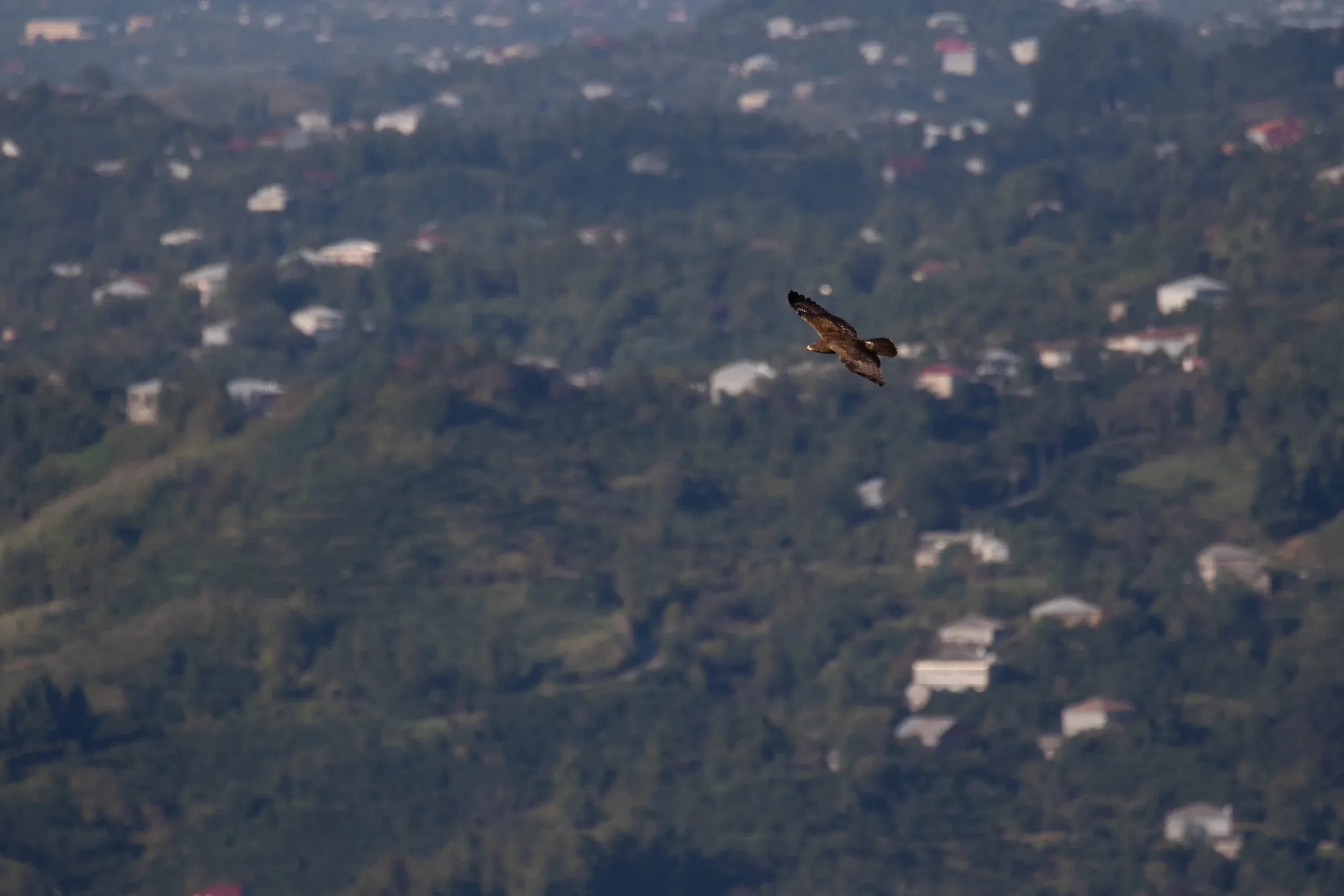 September 29th. The same Honey Buzzard. Views like this of brown Honey Buzzards often make you think you’re looking at an eagle for half a second, before you realise what you’re looking at is actually much smaller.
