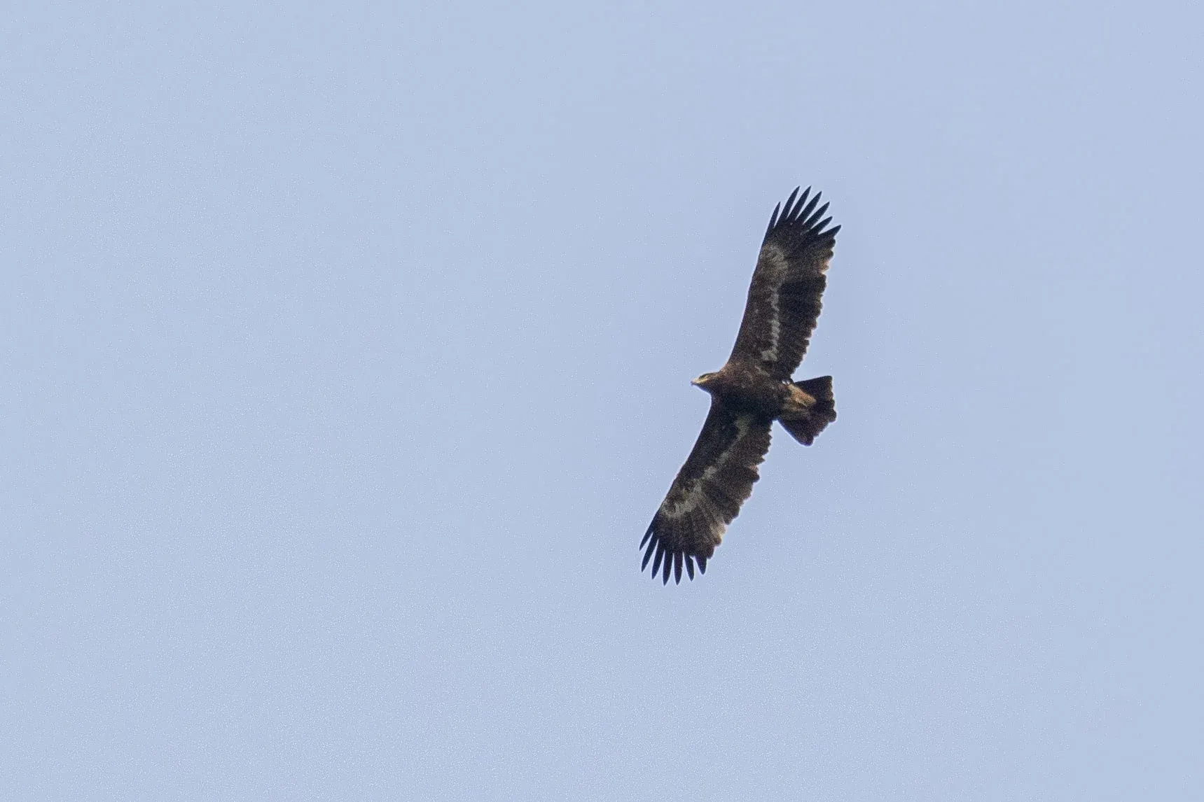 September 29th. Immature Steppe Eagle, presumably a 4th calendar year or older.