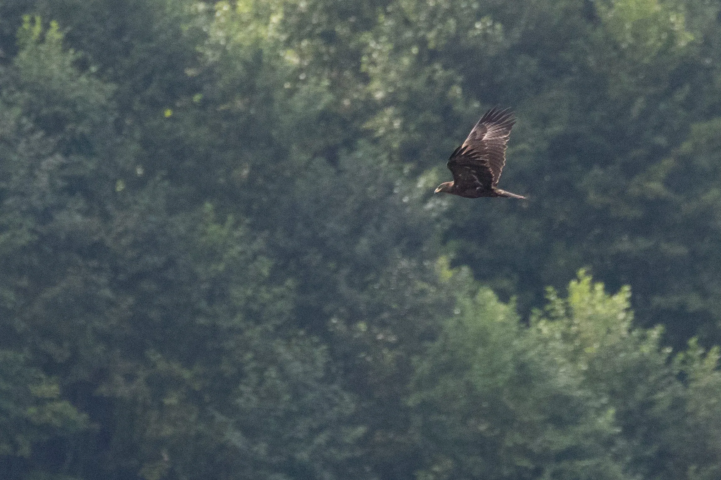 September 29th. (Sub)Adult/young adult Steppe Eagle, showing poorly defined adult-type barring on the upperwing and only a few retained white greater underwing coverts.