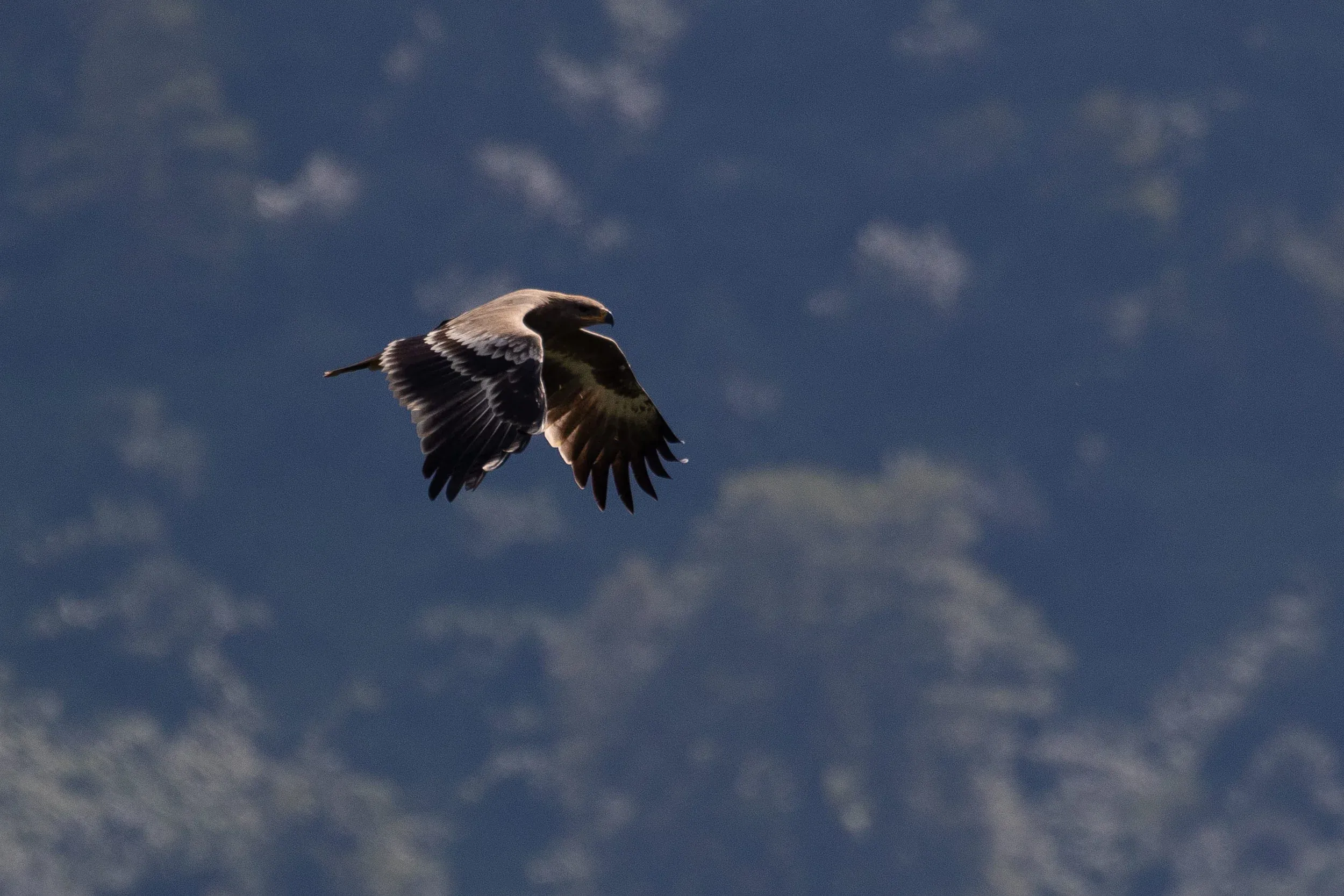 October 1st. Same bird.