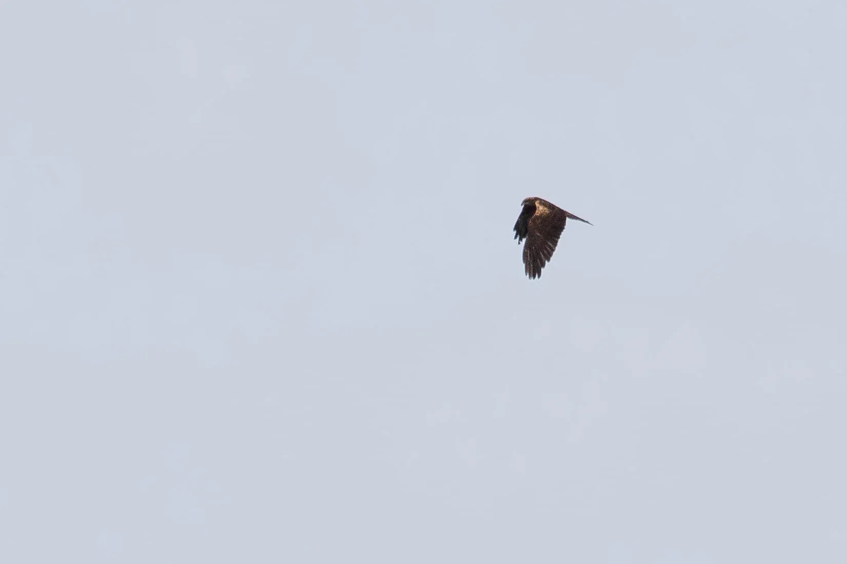 October 4th. Quite dark adult female Marsh Harrier.