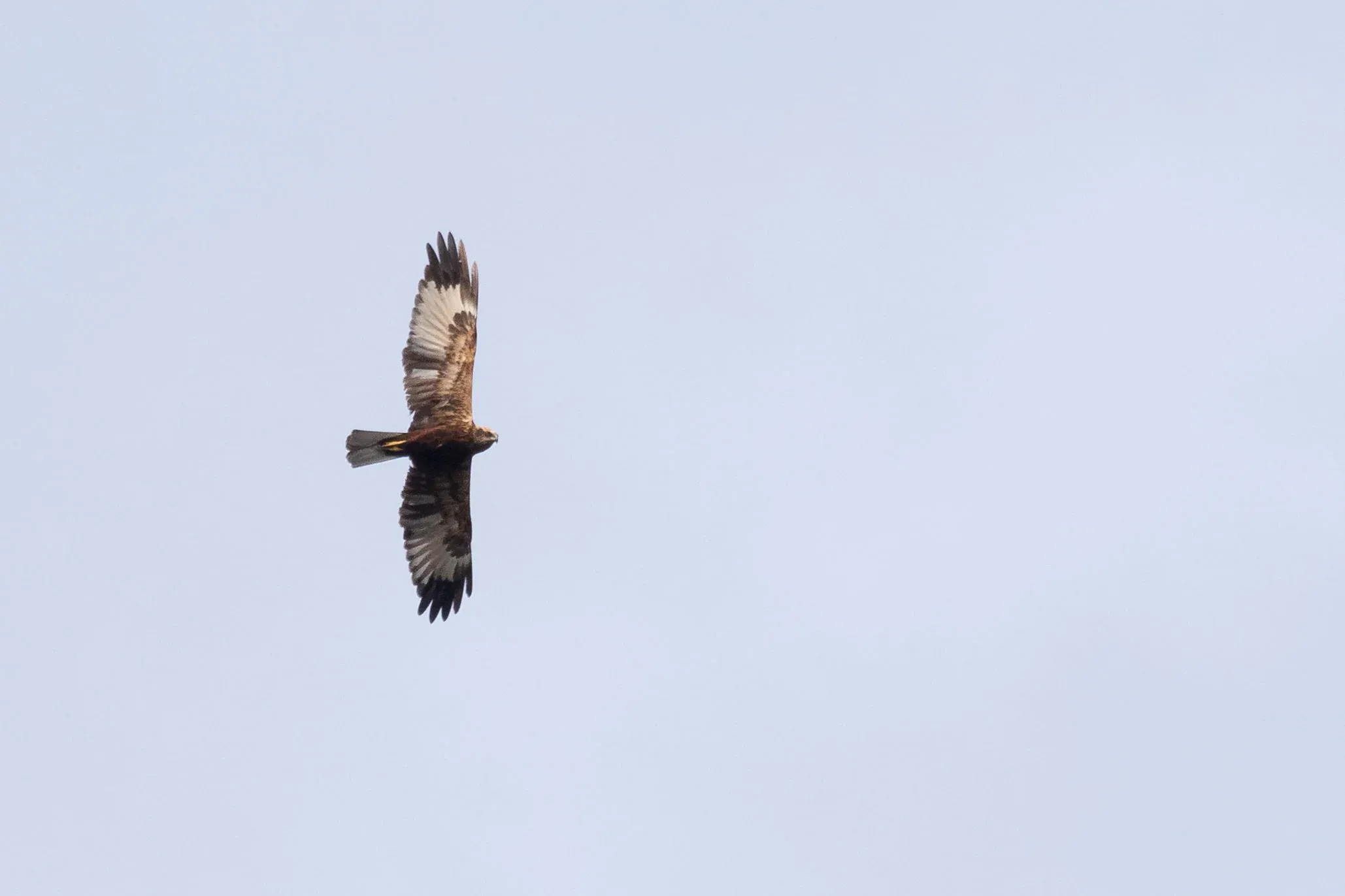 October 4th. Immature male Marsh Harrier.