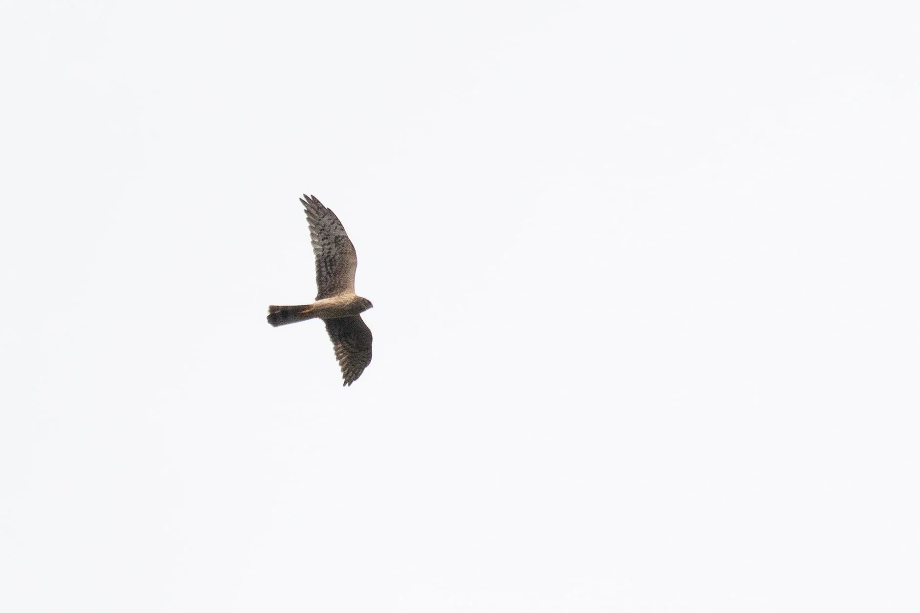 October 4th. Adult female Pallid Harrier. An individual with very limited barring in the hand.