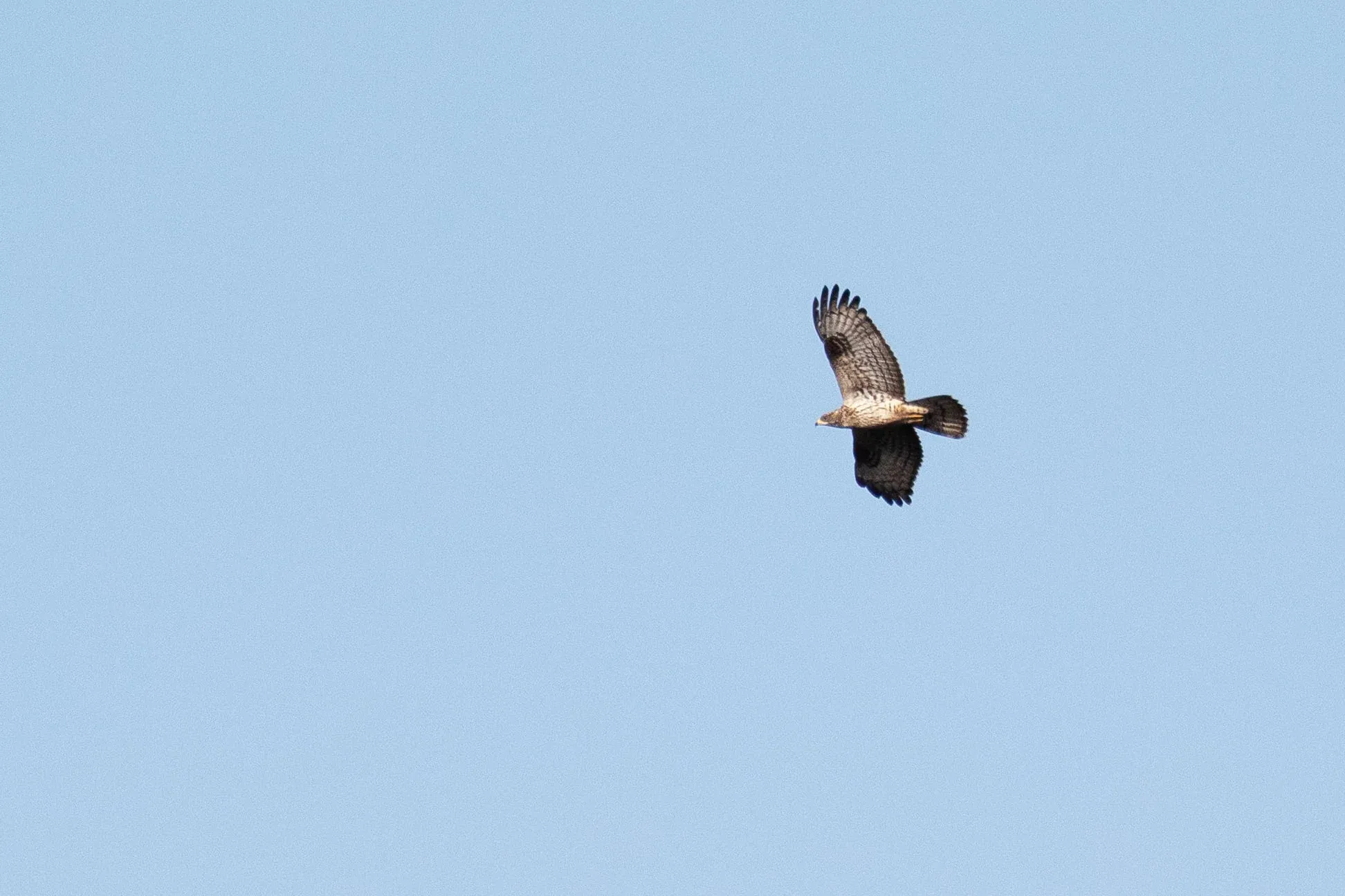 October 6th. Plumage variety within juvenile Honey Buzzards is incredible. Everything from super dark to super light birds shows up in the bottleneck. Some plumage types often give the impression an Osprey is coming, others are Bald Eagle like. Although wing barring is generally quite prominent, this bird has surprisingly thin bars.