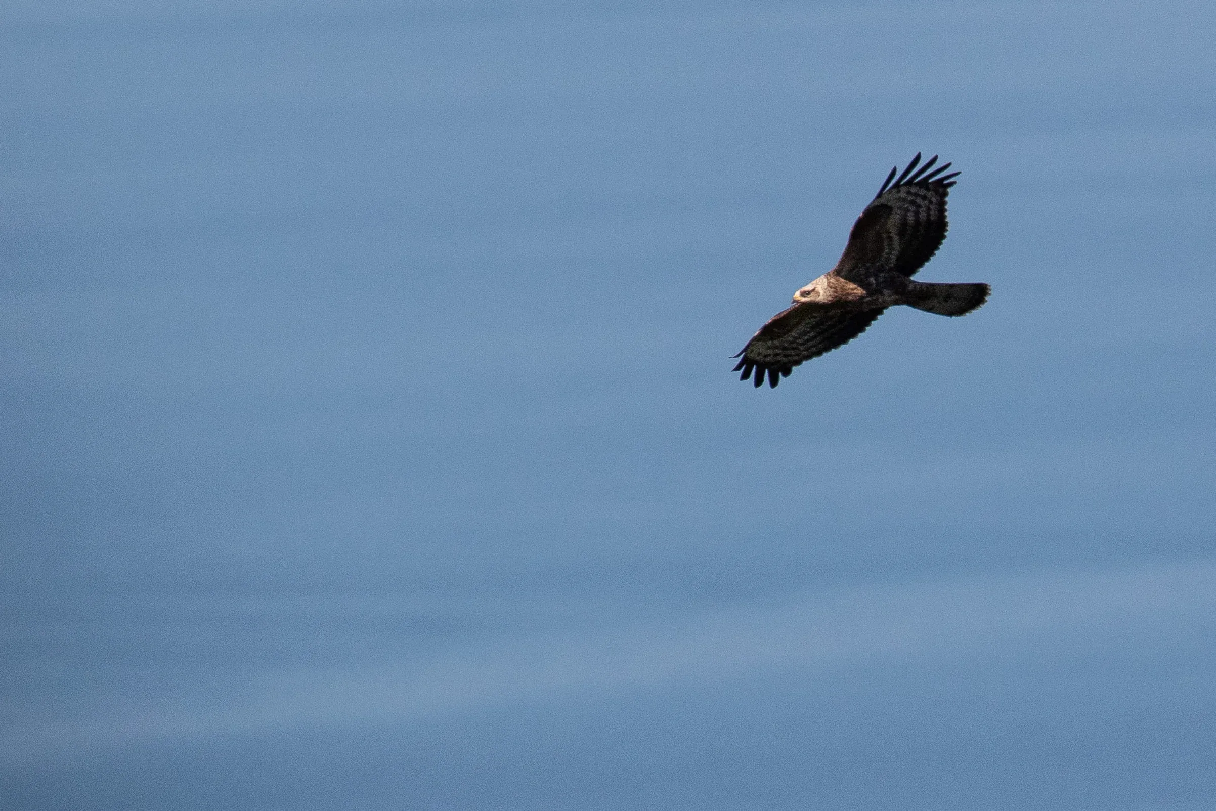October 7th. Apart from the pale head, this is quite a dark juvenile Honey Buzzard. At a distance, this often very shortly gives a sort of Bald Eagle-like impression when the contrast between light head and dark rest of the body is emphasised.