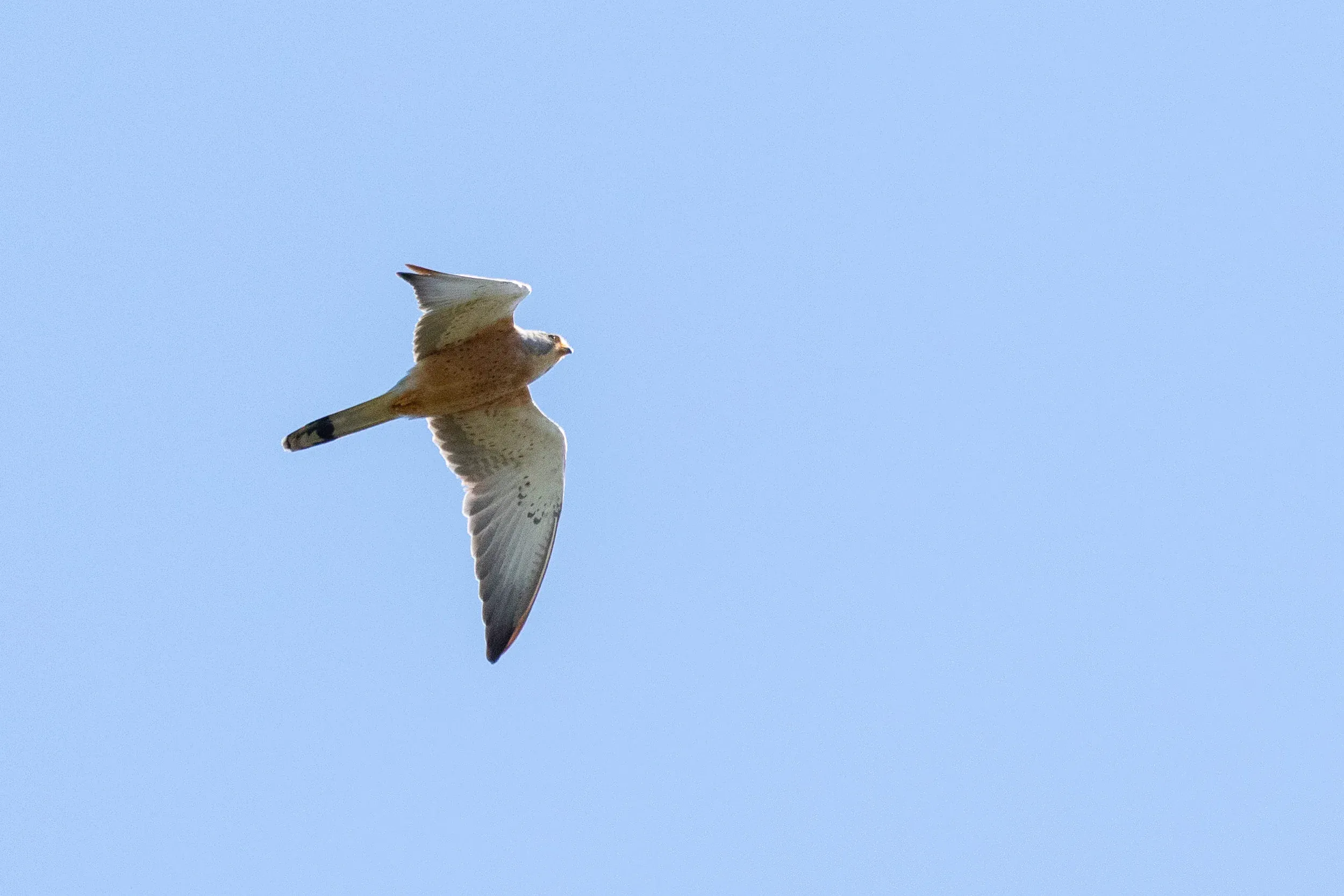 October 7th. Immature male Lesser Kestrel, aged by the juvenile outer primaries and retained juvenile (barred) secondaries.