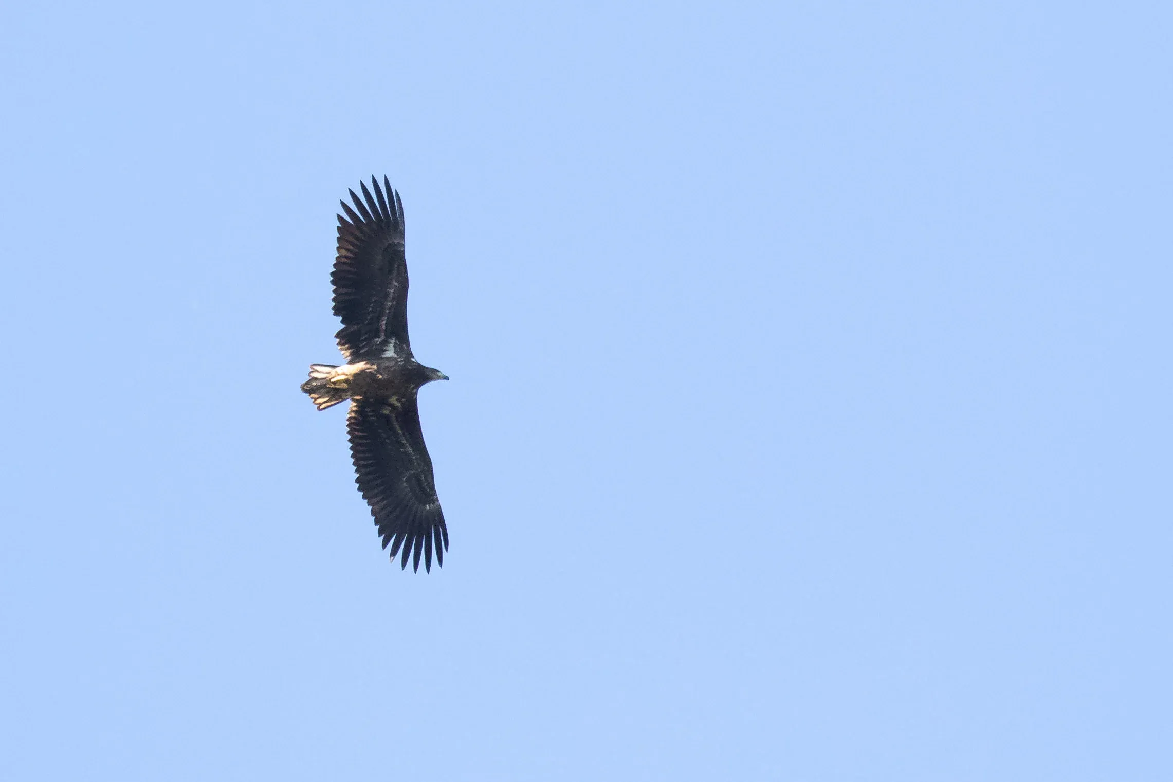 October 7th. Juvenile White-tailed Eagle, probably replacing some accidentally lost secondaries on the right wing.