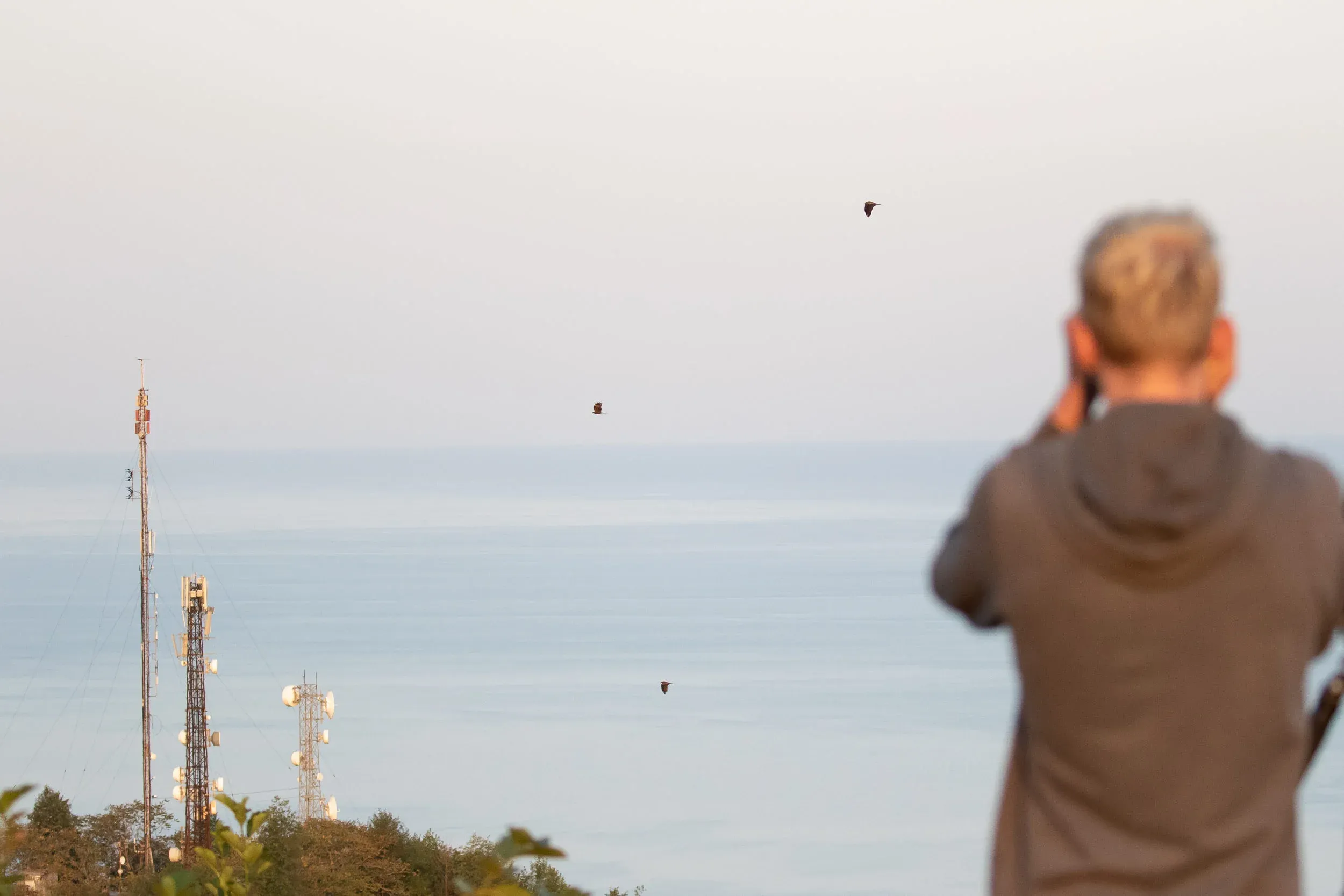 October 8th. Typical low-altitude, loosely organized, early morning migration of Black Kites.