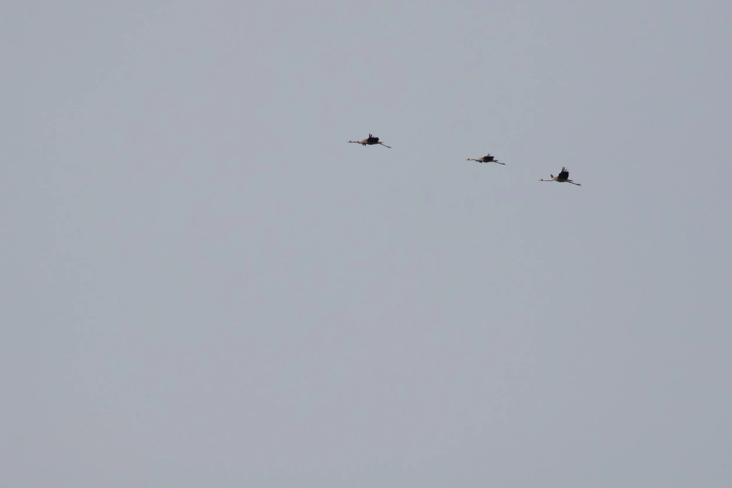 October 9th. Common Cranes.