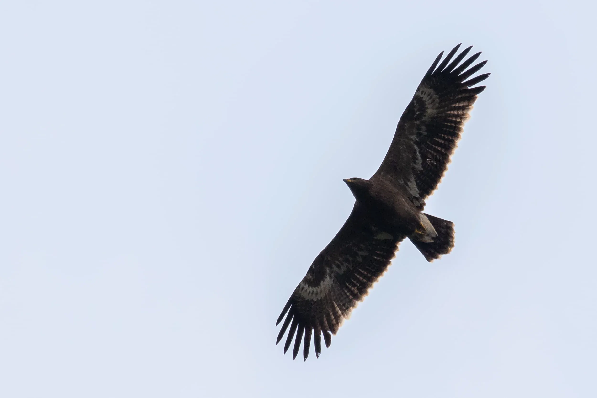 October 9th. Juvenile Steppe Eagle. This birds has very little ‘kink’ in the wing.