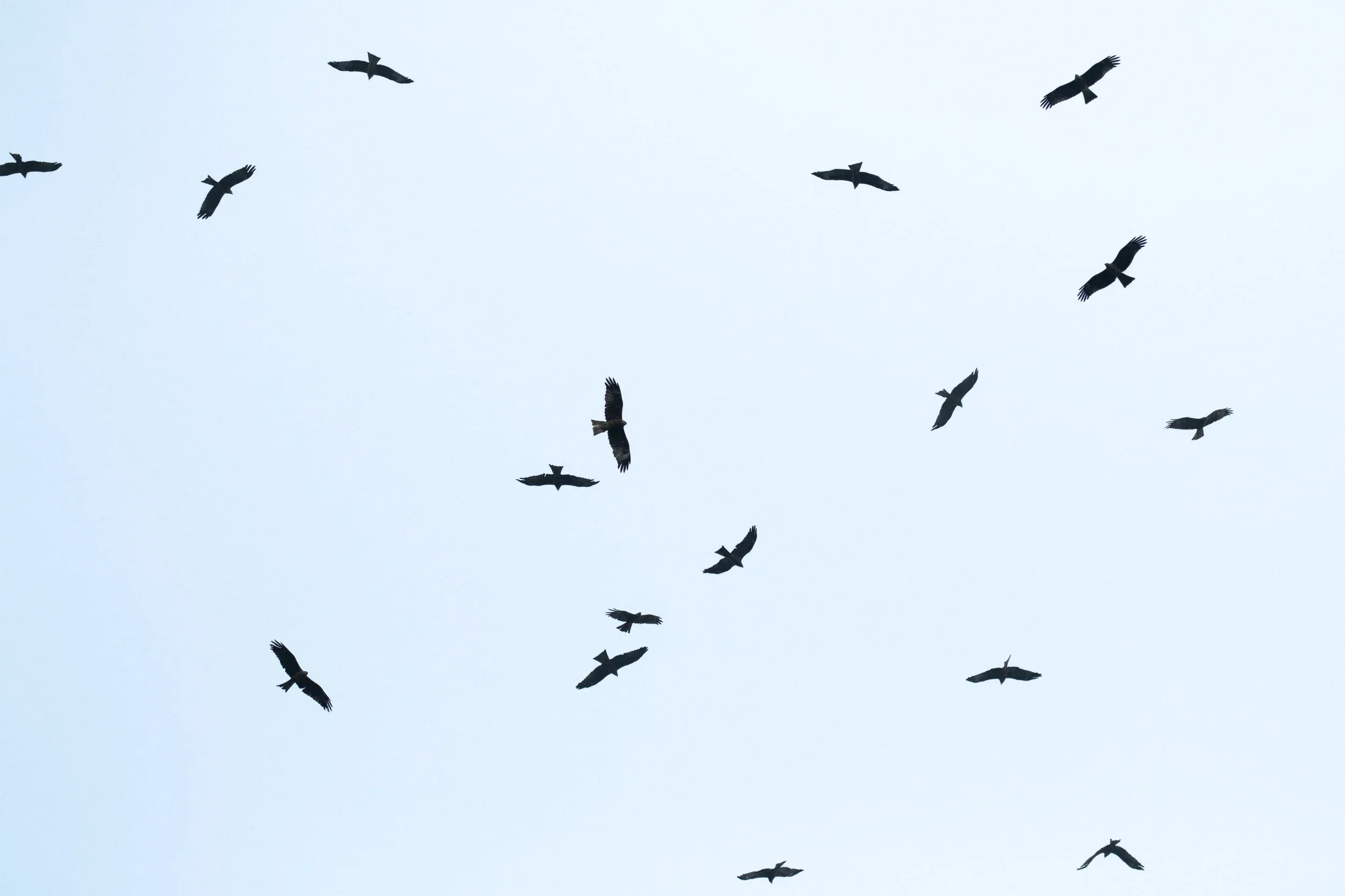 October 10th. Absolutely terrible light in this photo, but it emphasises the incredible diversity in wingshapes in Black Kites. Everything from rectangular to almost ringtail-like narrow-winged seems possible…