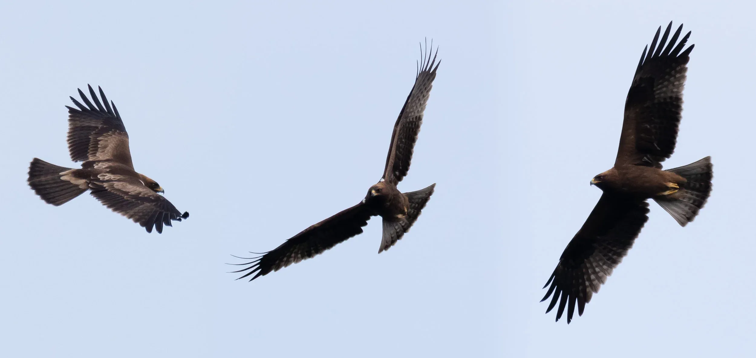 October 10th. Photo compilation of a juvenile dark morph Booted Eagle. A gorgeous bird!