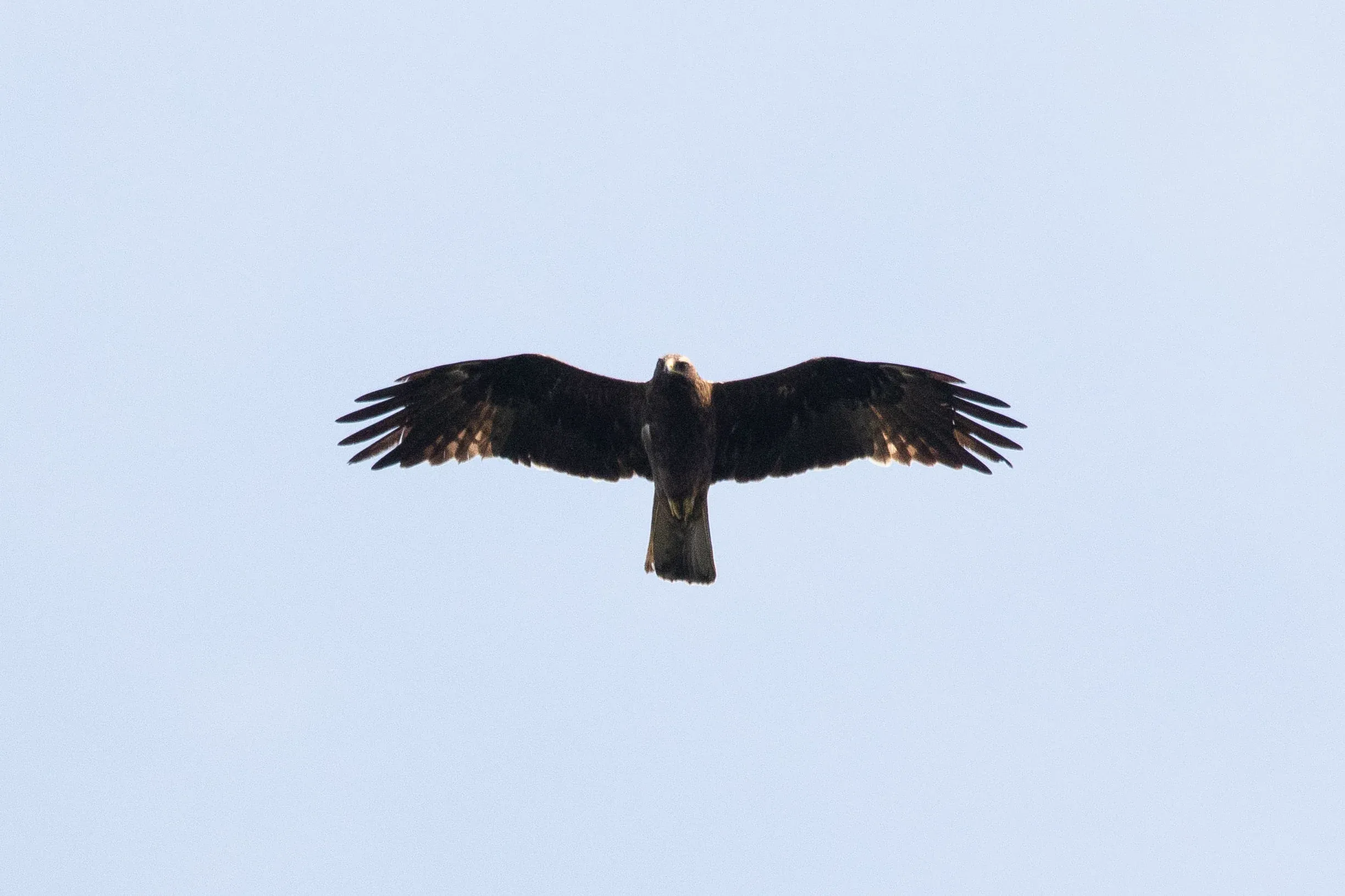 October 10th. Non-juvenile dark morph Booted Eagle with very limited headlights. Remember the immature Black Kite from the September post ? See under September 16th how similar these birds are proportionately.