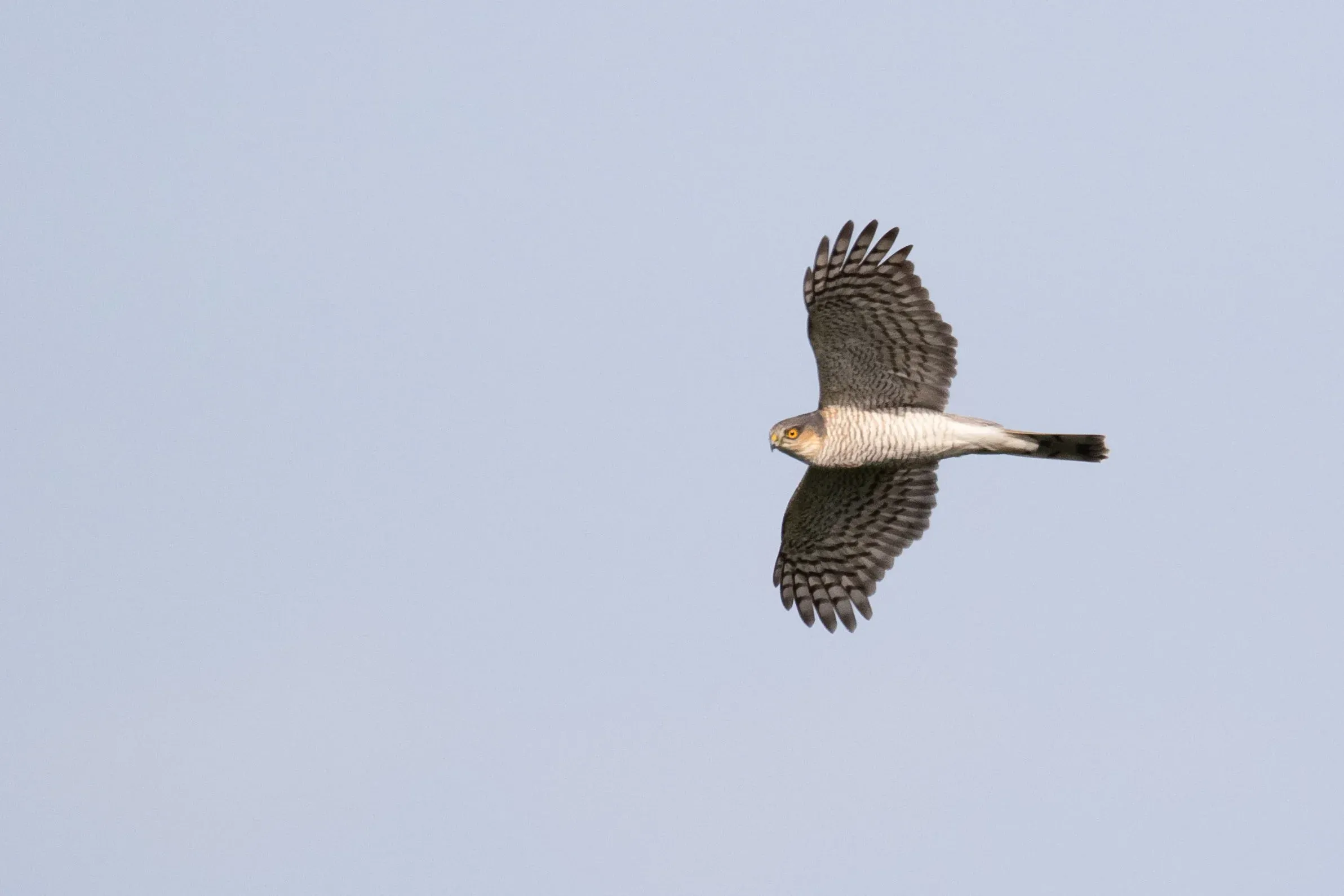 October 10th. And an adult male Eurasian Sparrowhawk.
