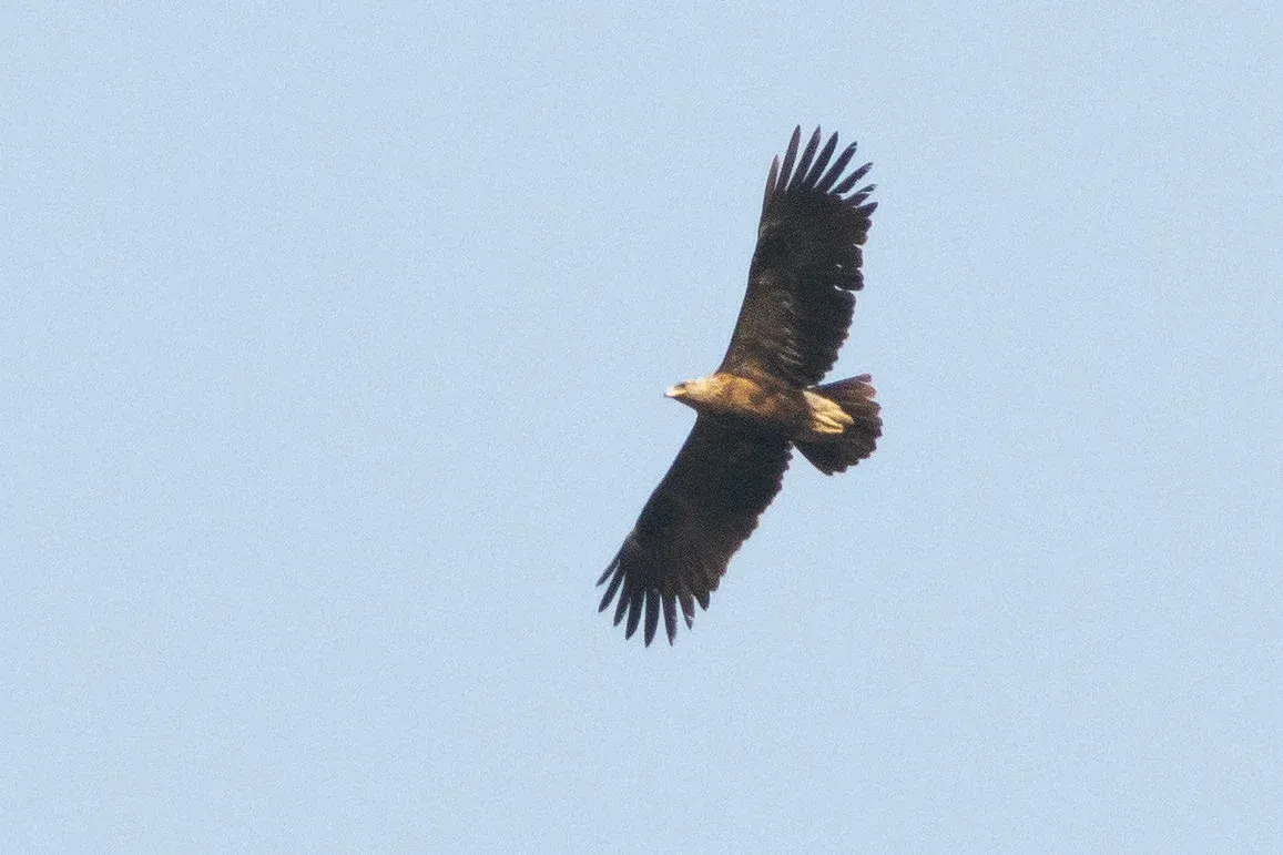 October 10th. Photo by Diego Jansen. Very strange eagle. Plumage is very pale and blotchy, with underwing coverts lighter than remiges. Structurally a Greater Spotted and it could just be an aberrant plumage, but it’s hard to exclude some hybrid genes (especially at this distance).