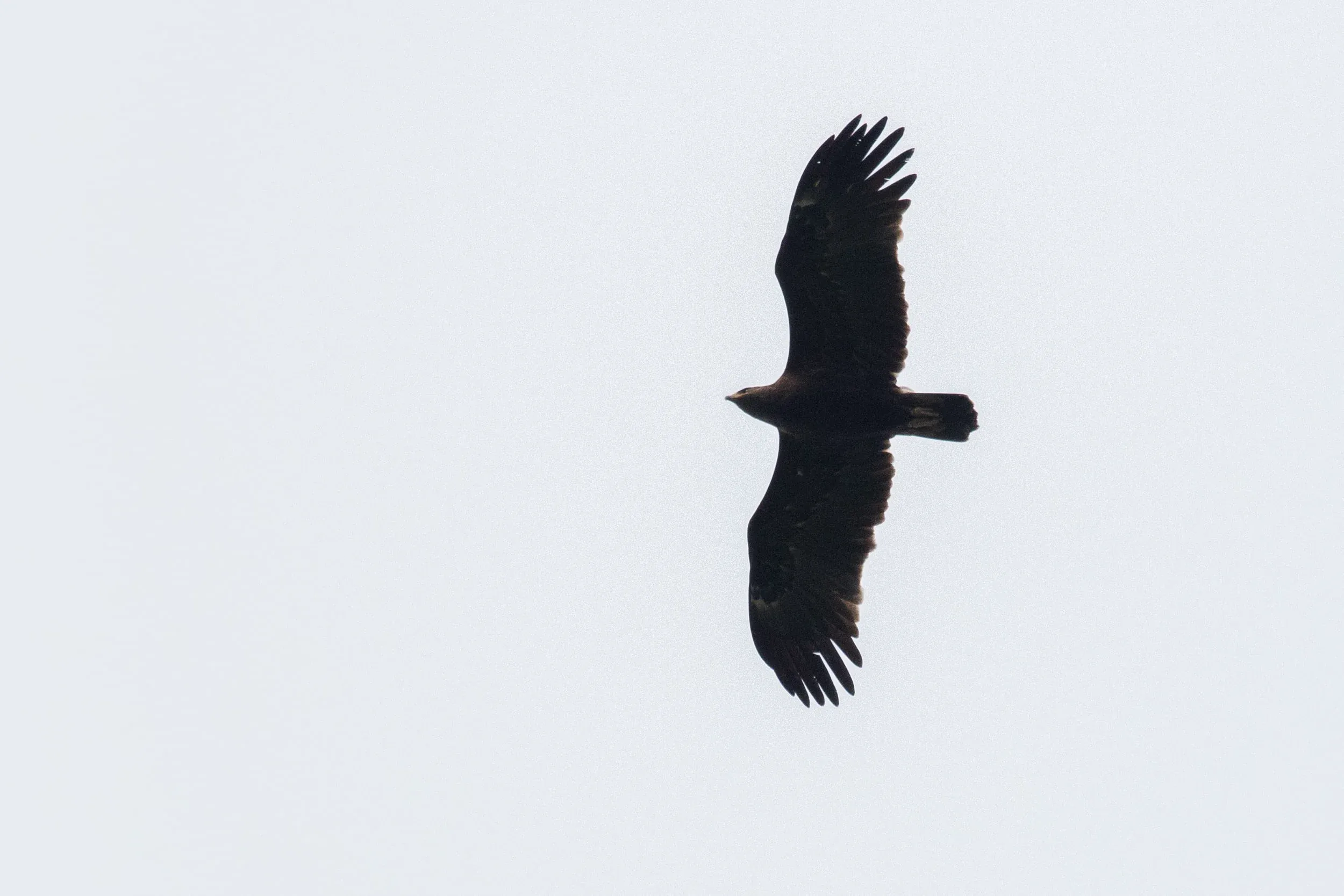 October 10th. Older immature or possibly subadult Greater Spotted Eagle, still showing some light undertail feathers.