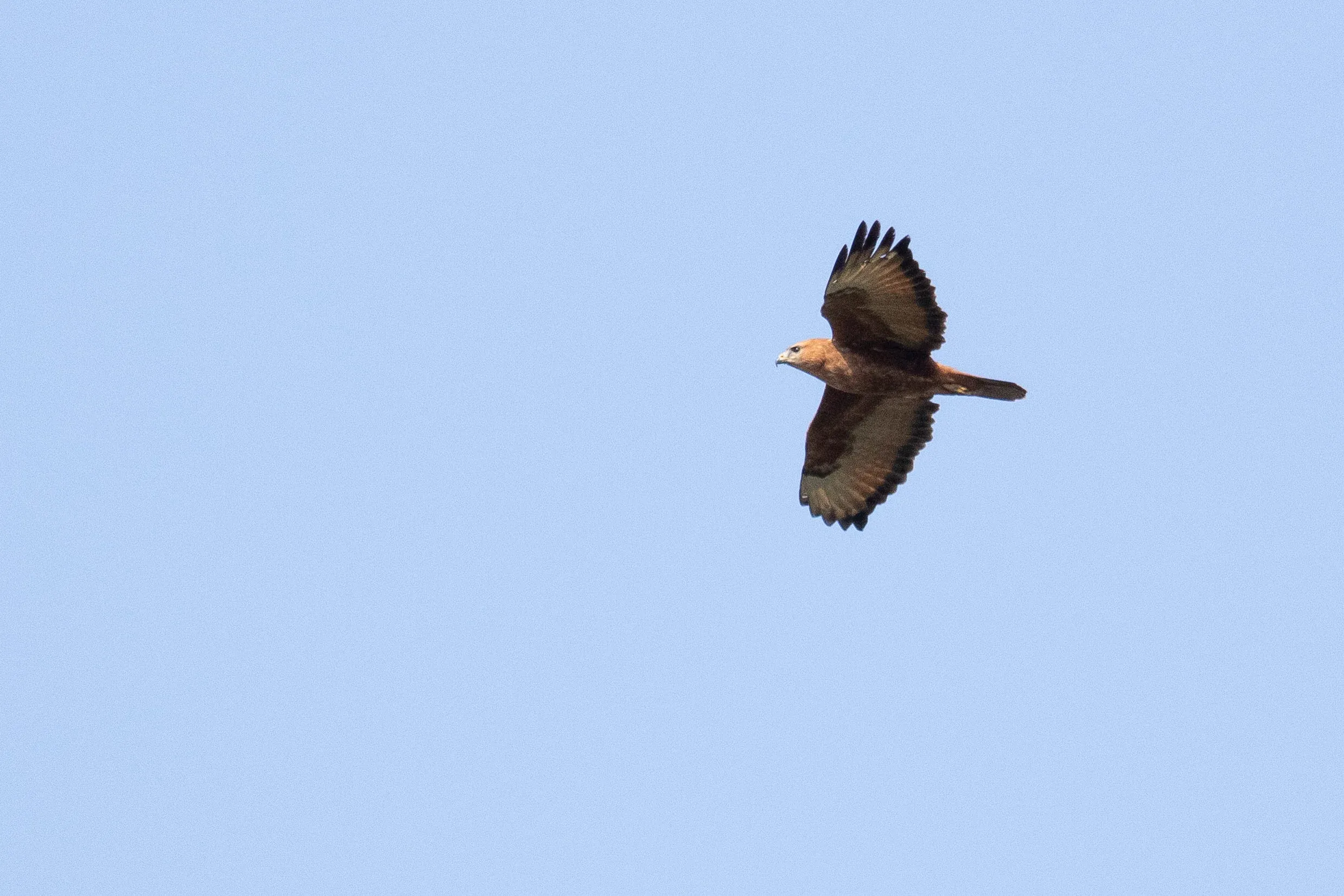 October 11th. Adult Steppe Buzzard of the rufous morph, probably the only morph that can reliably be separated from Common Buzzards outside of the normal range. Unfortunately this morph, to this extent as shown in this individual, is not as common as I hoped.