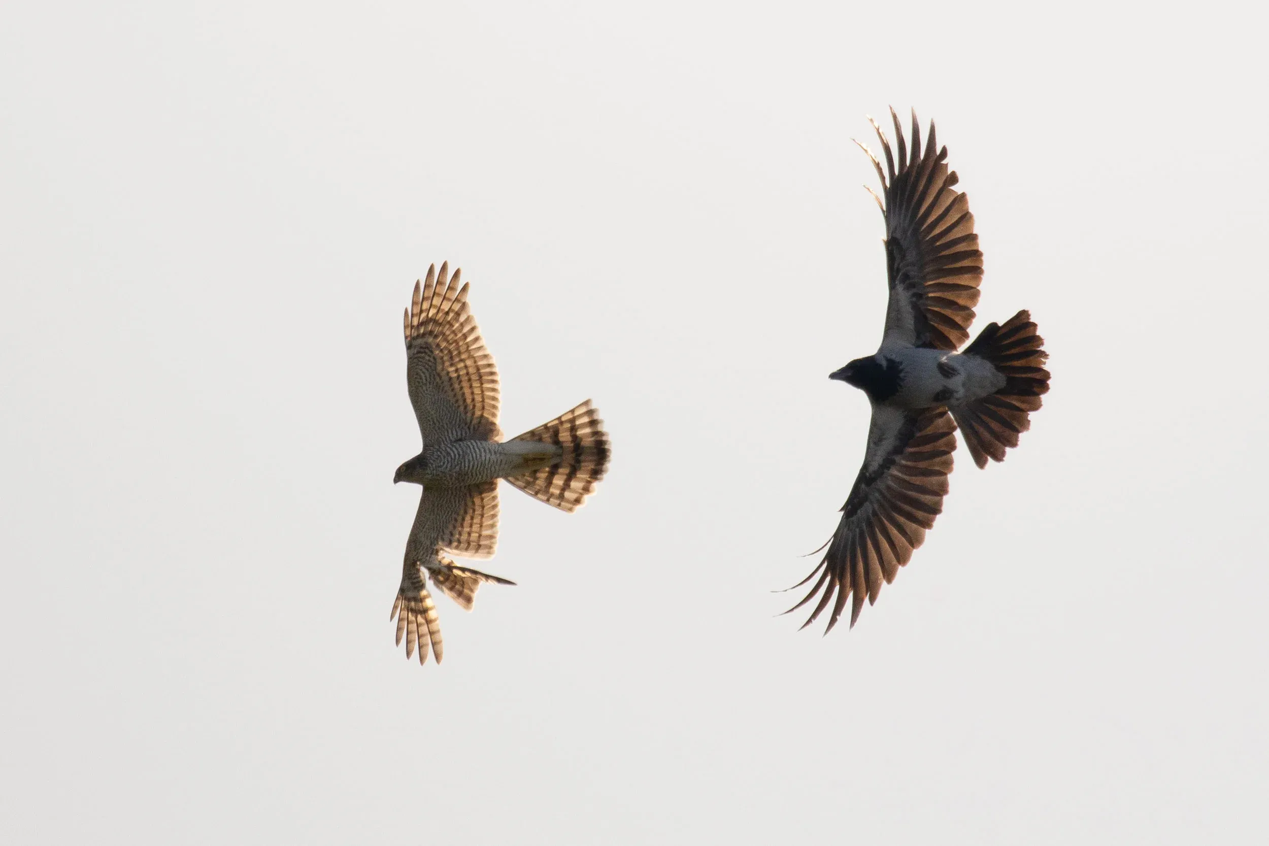October 12th. Sometimes the roles are reversed and it’s Accipiters that are harassed by other birds, like this presumably shot Eurasian Sparrowhawk chased by a Hooded Crow.
