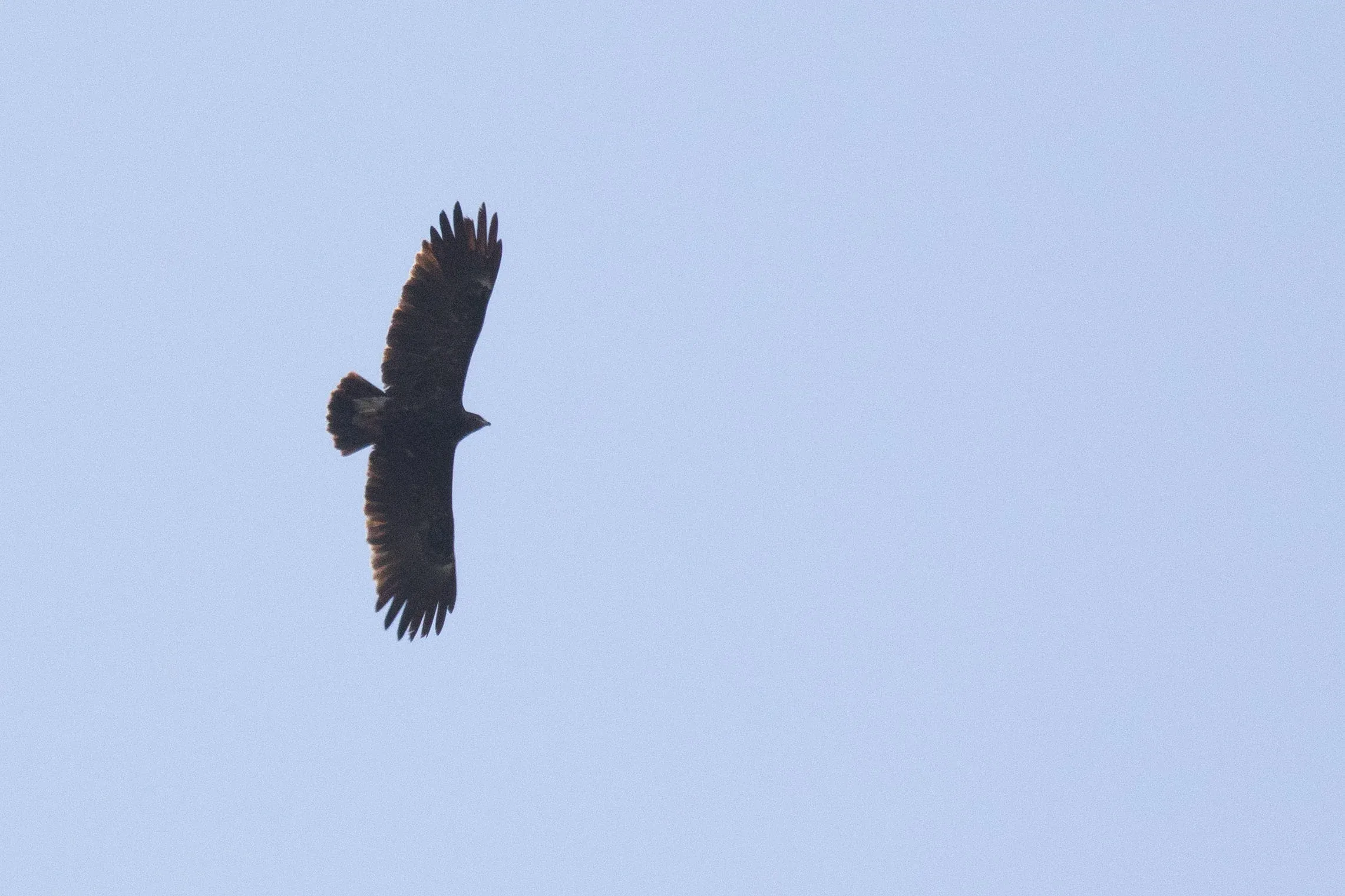October 13th. Probably an immature Greater Spotted Eagle.