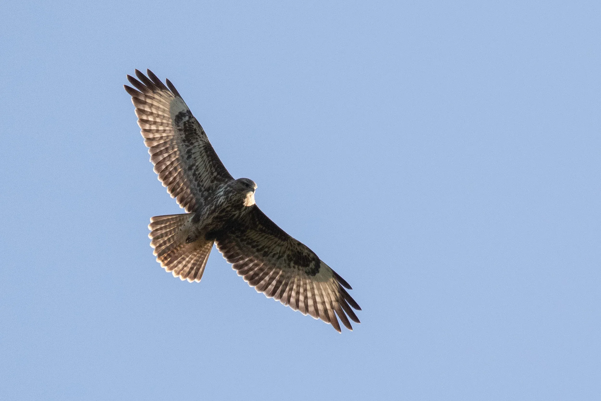 October 13th. Steppe Buzzard juvenile. Another typical bird.