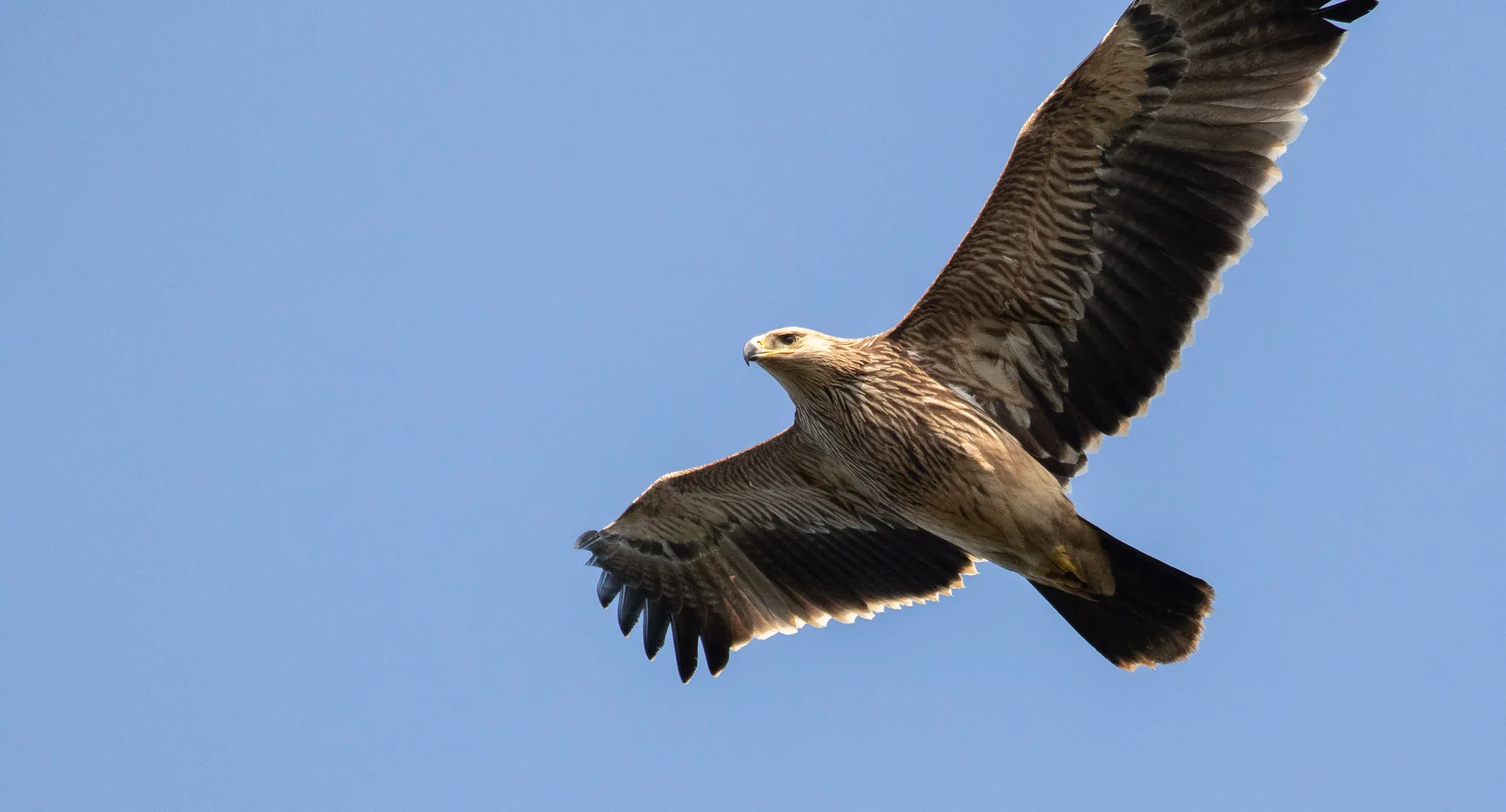 A juvenile Imperial Eagle that flew incredibly close past me and was — by far — the best bird of the season.