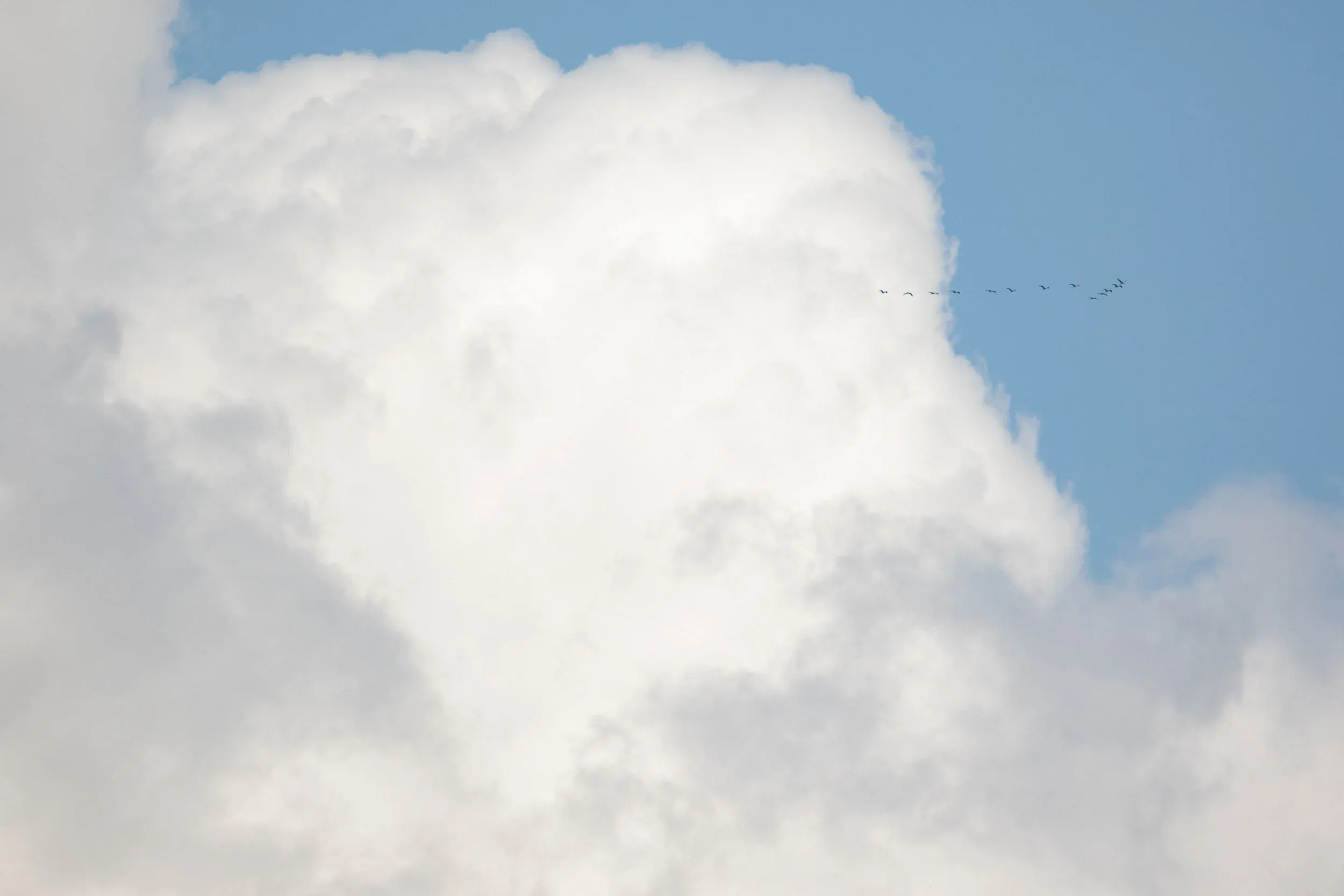 October 14th. Another flock of Common Cranes, later on the day, popping out of the clouds.