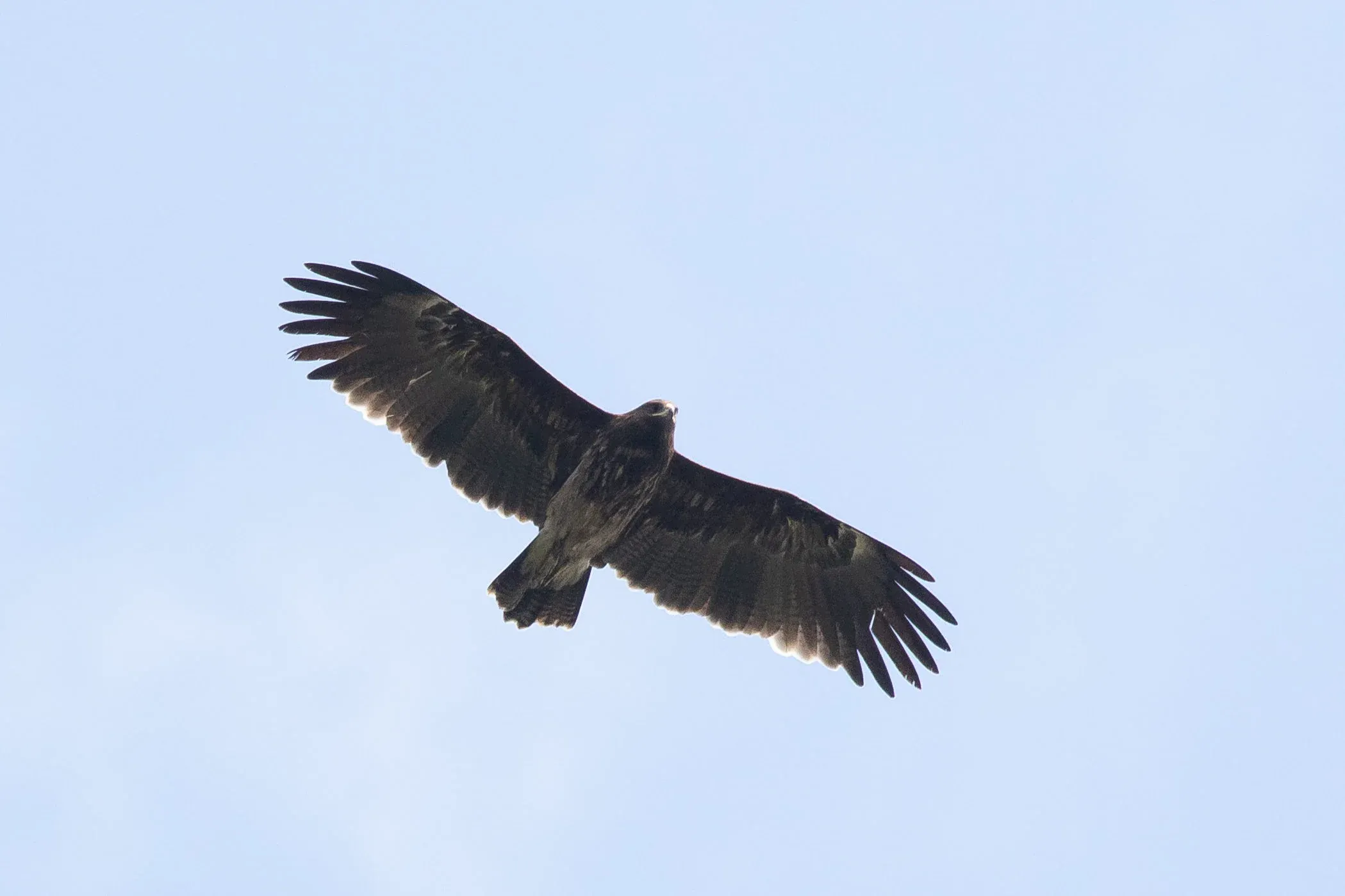 October 14th. Immature Greater Spotted Eagle. Probably 3+ cy, because of two moult fronts visible in the primaries (see especially left wing)?