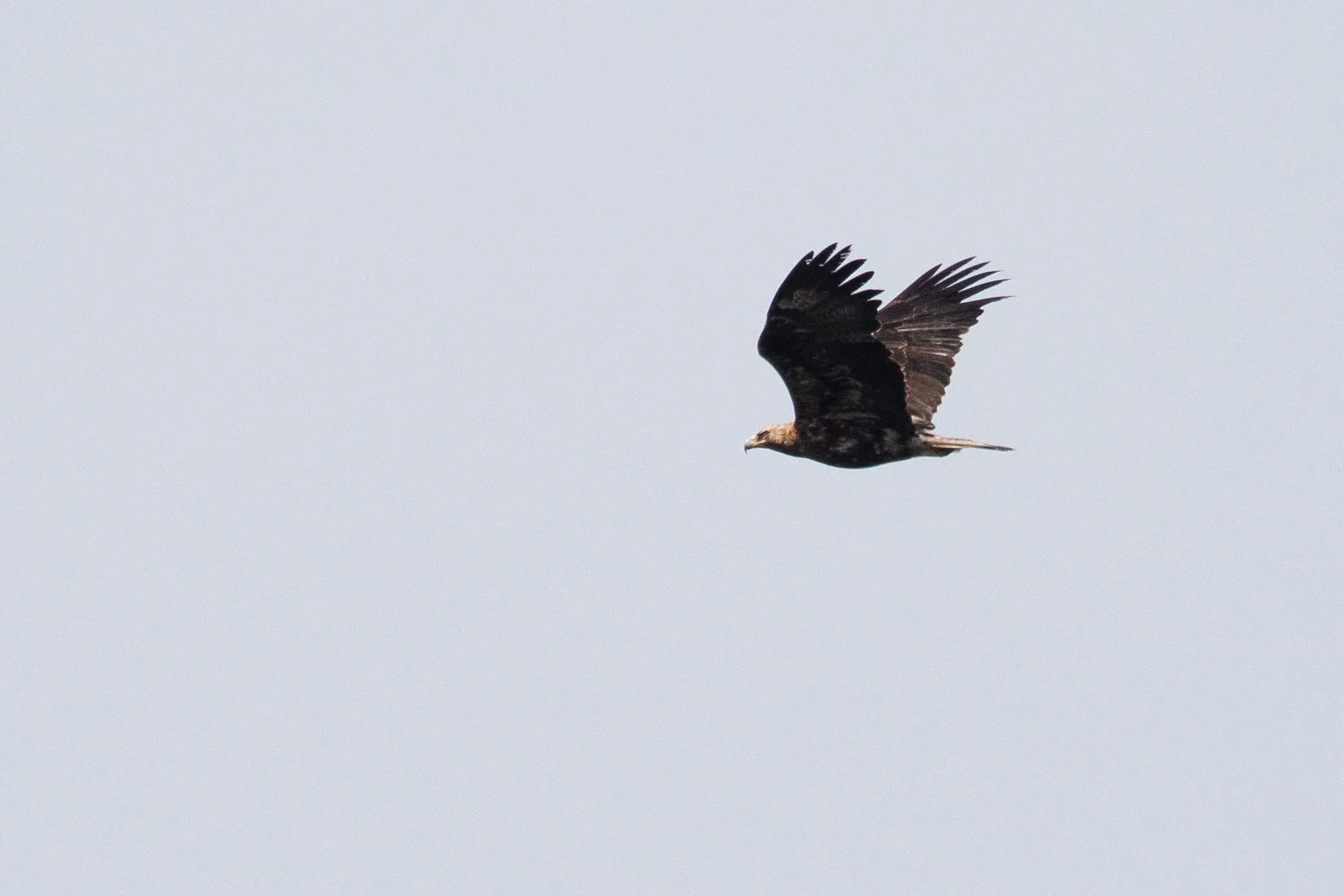October 14th. When looking up from viewing the photos of the juvenile above, I noticed a bird was trying to sneak past. Apparently the juvenile was flying together with a much more experienced 5th plumage Imperial. Although not the nicest plumage, obviously a much rarer bird to see on migration.