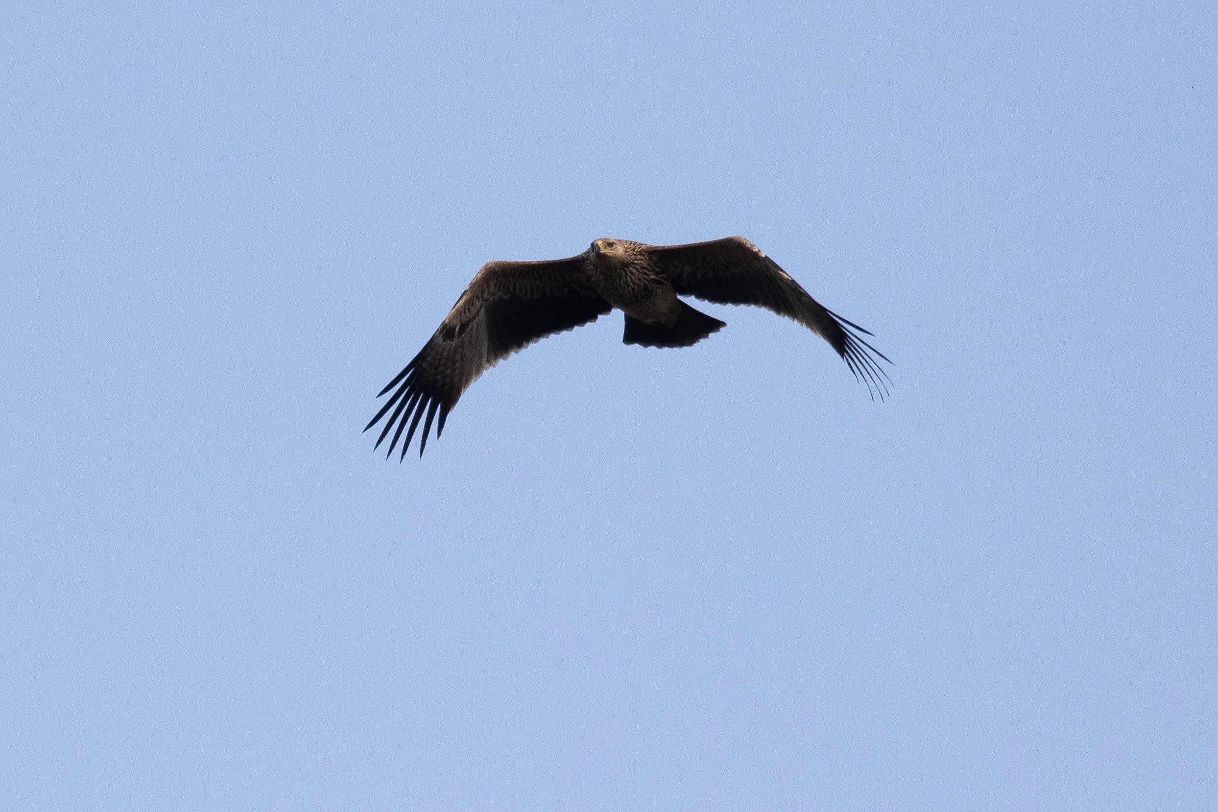 October 14th. Could it be that this time..? (Juvenile Imperial Eagle)