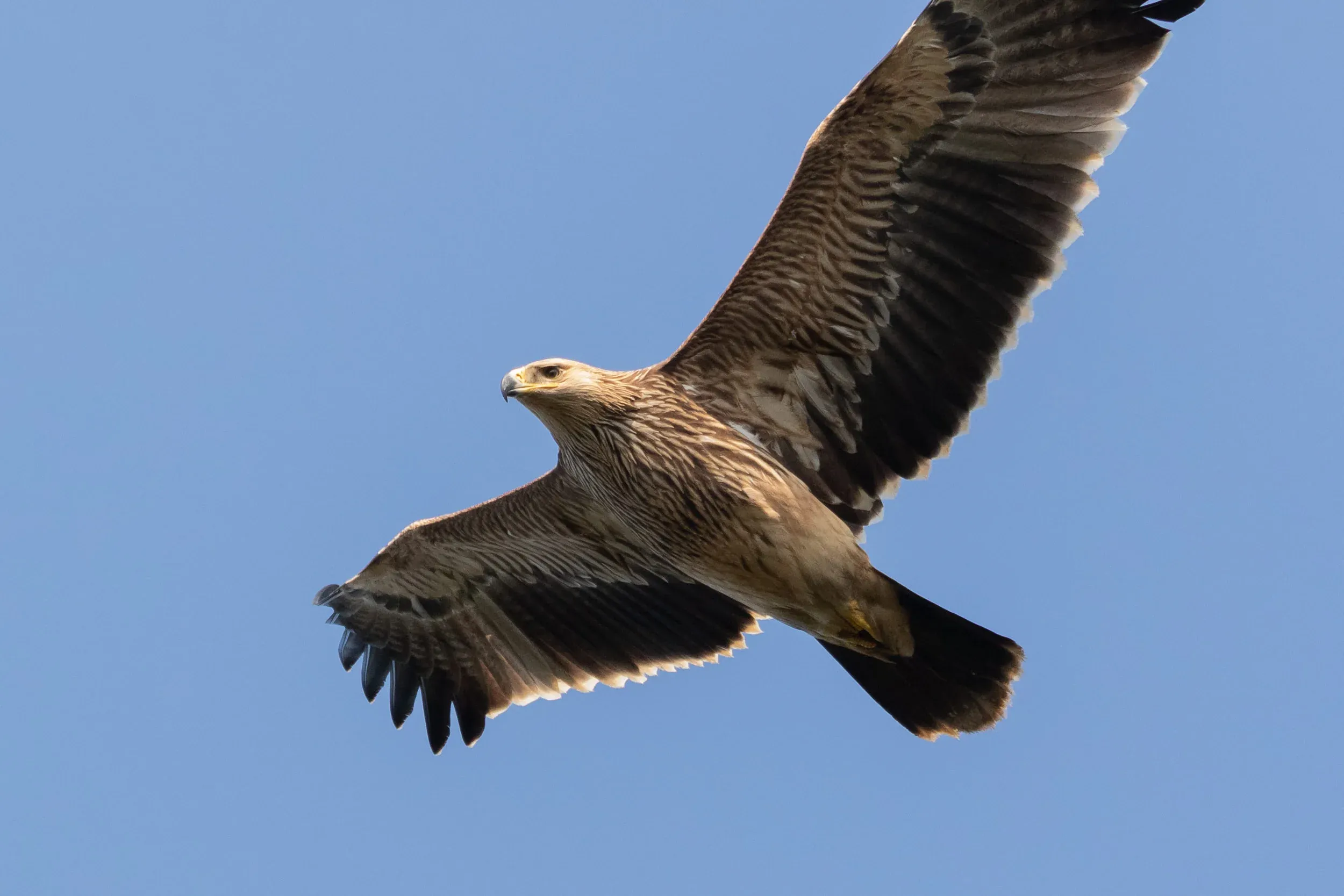 October 14th. Oh yes! Finally! What. A. Bird!