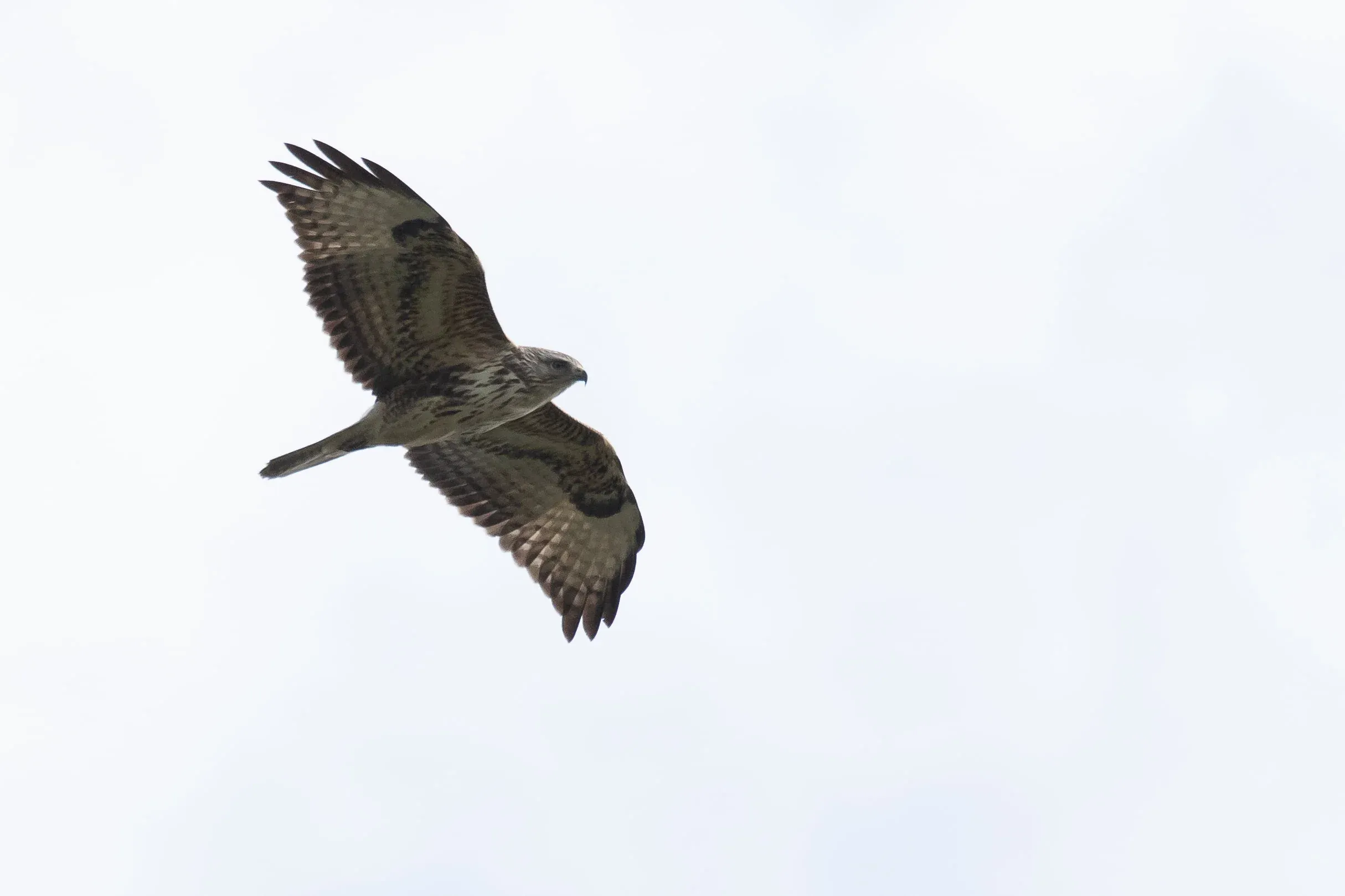 October 14th. Steppe Buzzard juvenile. Very cold toned plumage, with the exception of some rufous-y feathers at the leading edge of the arm.