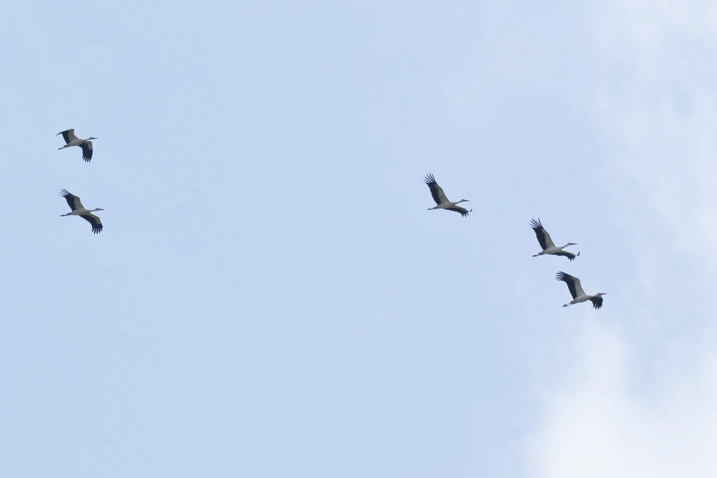 October 14th. A flock of White Storks quite late in the season.