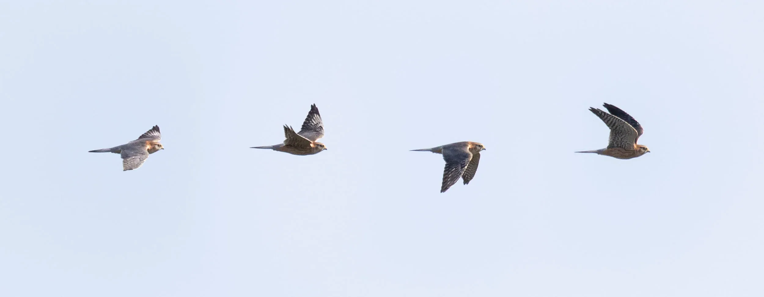 October 16th. Lovely adult male Merlin (photo compilation).