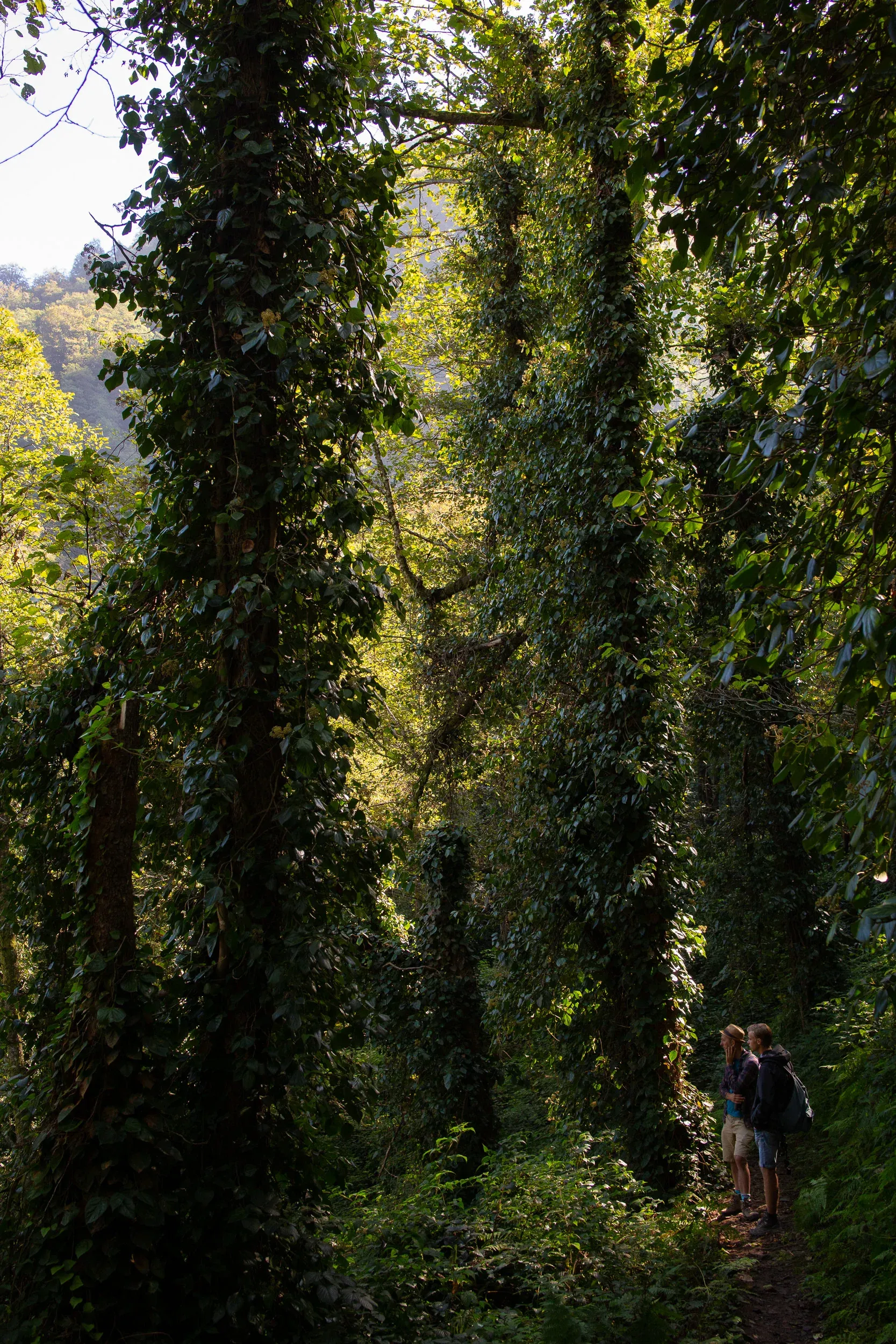 October 18th. We spent the day birding in Mtirala National Park. Rather than living up to its name (Mtirala literally means ‘crying’ if I’m right), it was — like the whole region — quite dry when we visited. ALthough we didn’t see too much, it was great to spend a day here away from the counting sites.