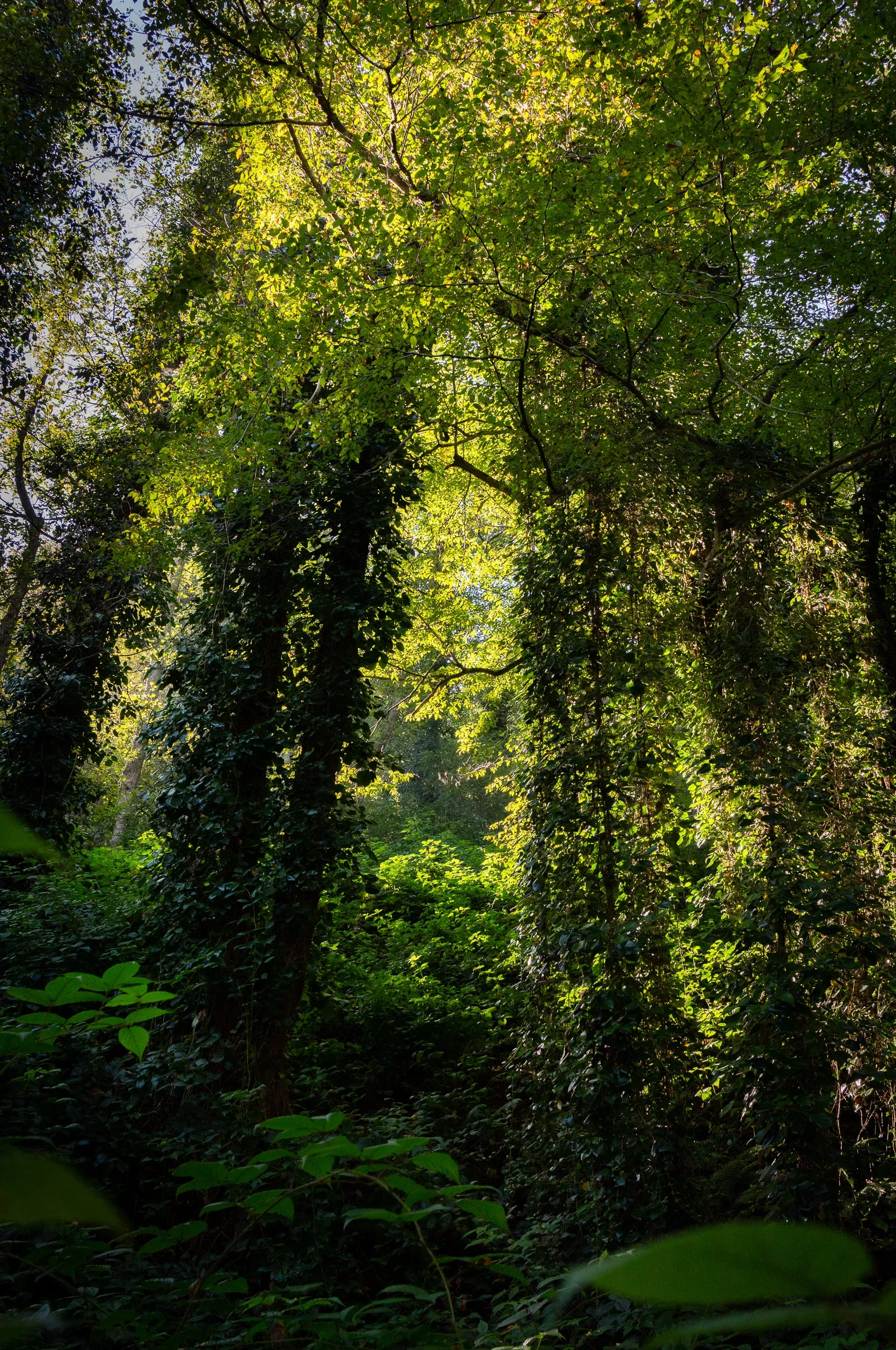 October 18th. Mtirala National Park.