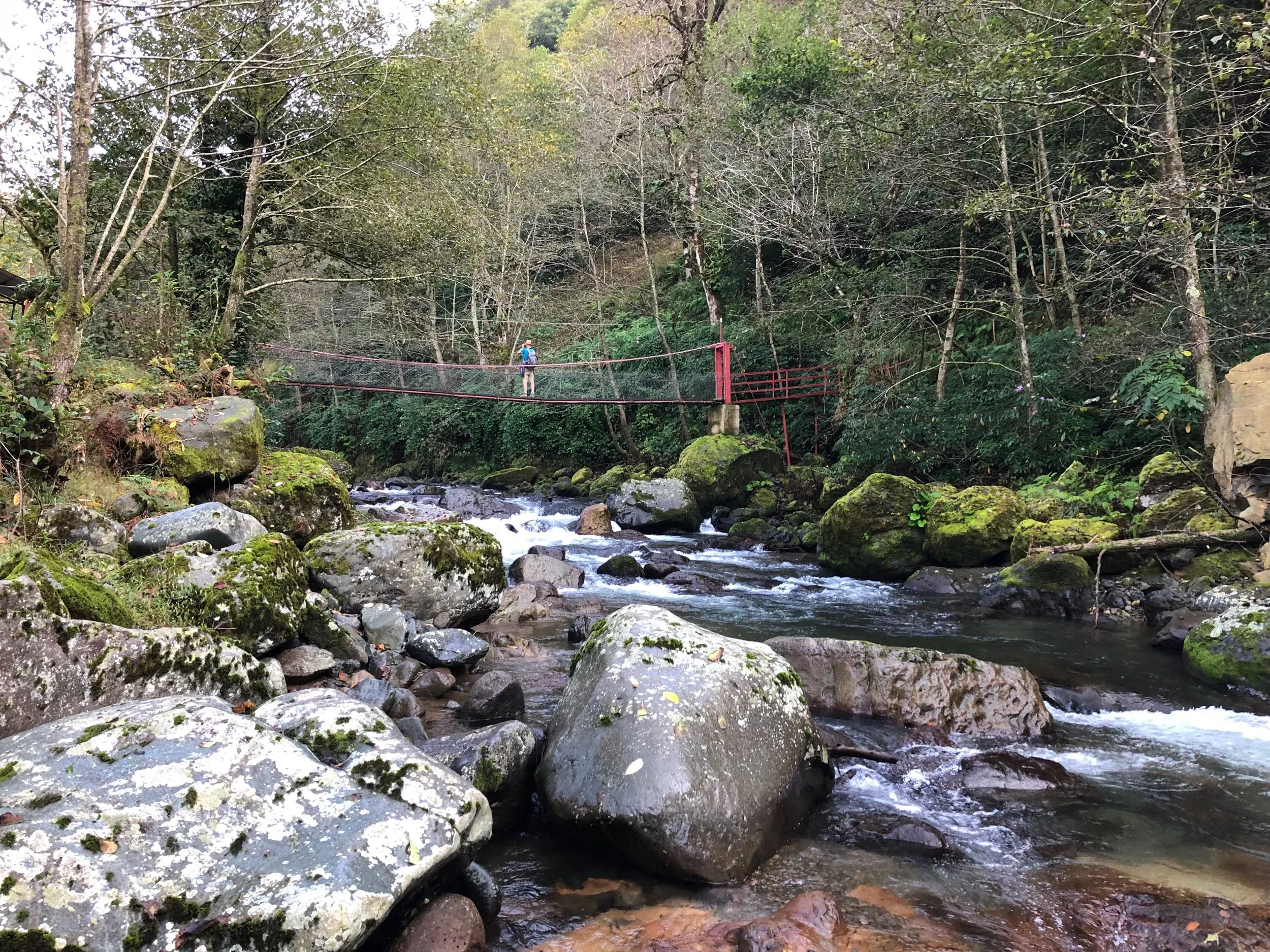 October 18th. Searching for Dippers near the Mtirala NP visitor center.