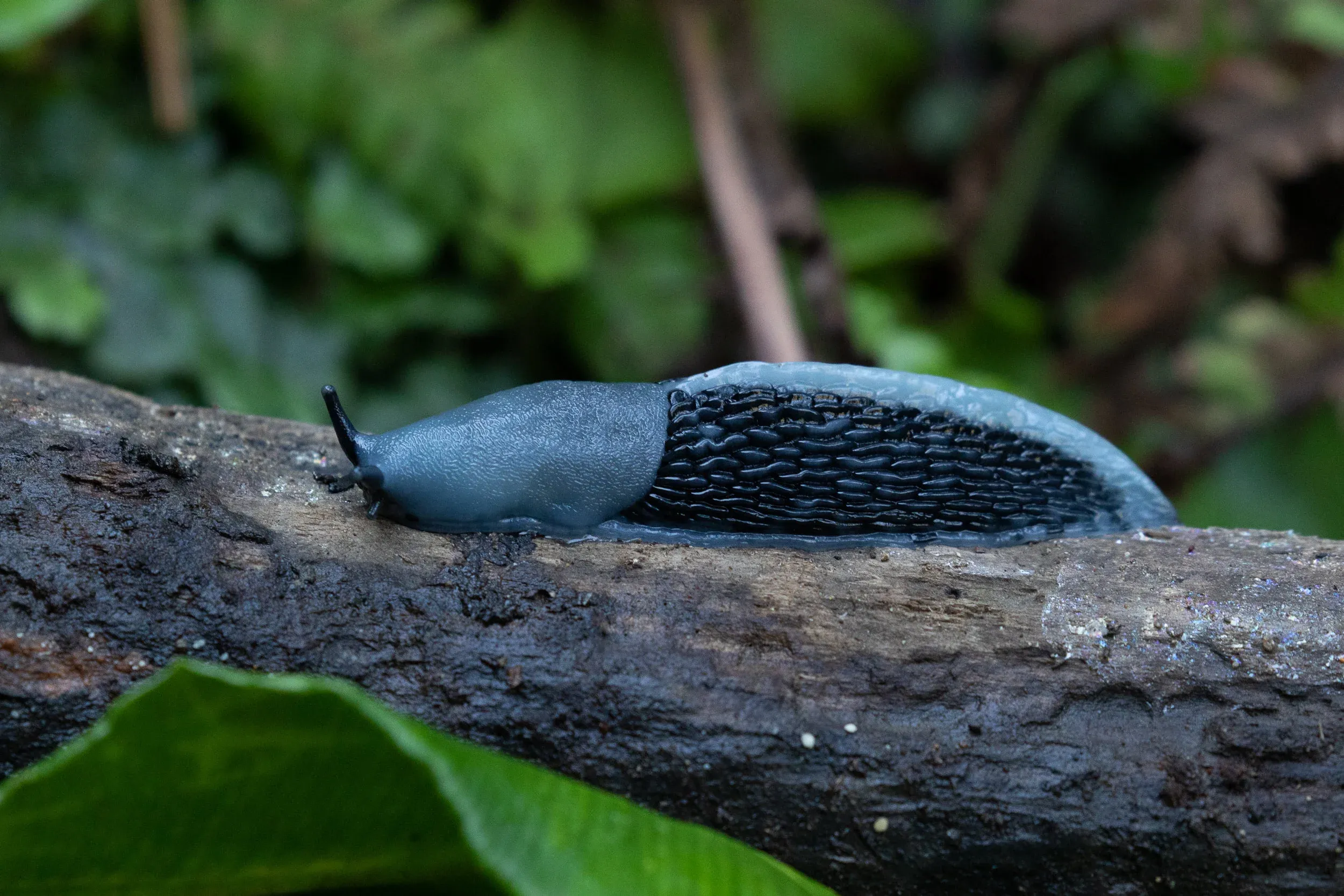 October 18th. Slug of some kind.