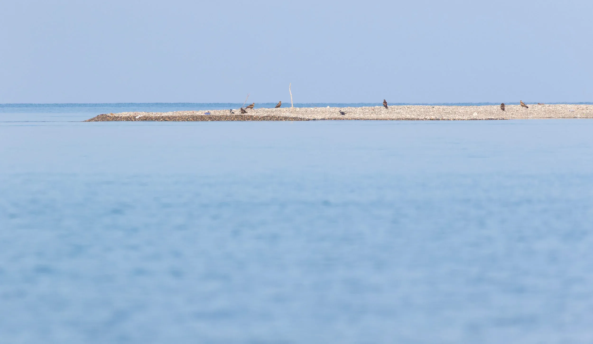 October 19th. The final day of my stay we spent in the Chorokhi Delta. It was mostly empty already, unsurprising given the constantly nice weather for the whole season. There were a few dozens of Black Kites on the beach.
