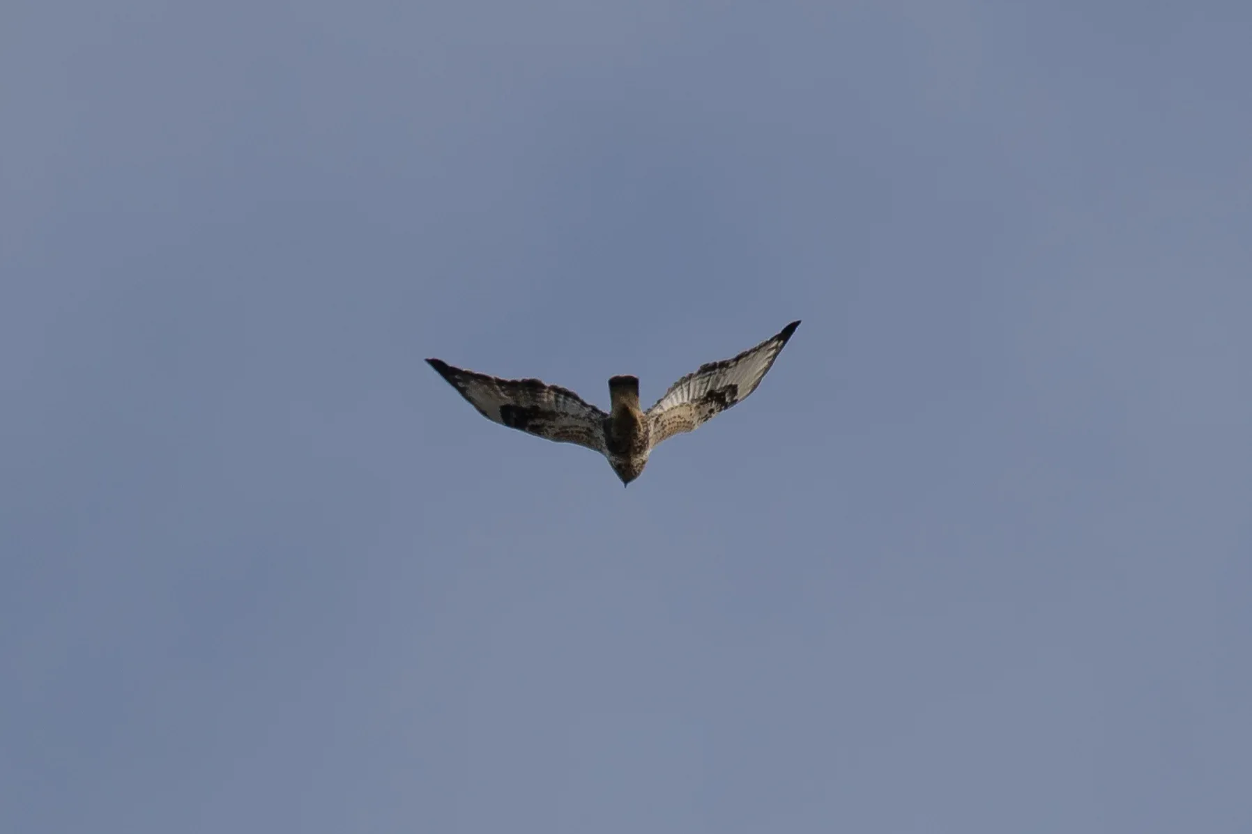 An adult female Rough-legged Buzzard, which surprisingly came from the south, hence the record shot from this weird angle.