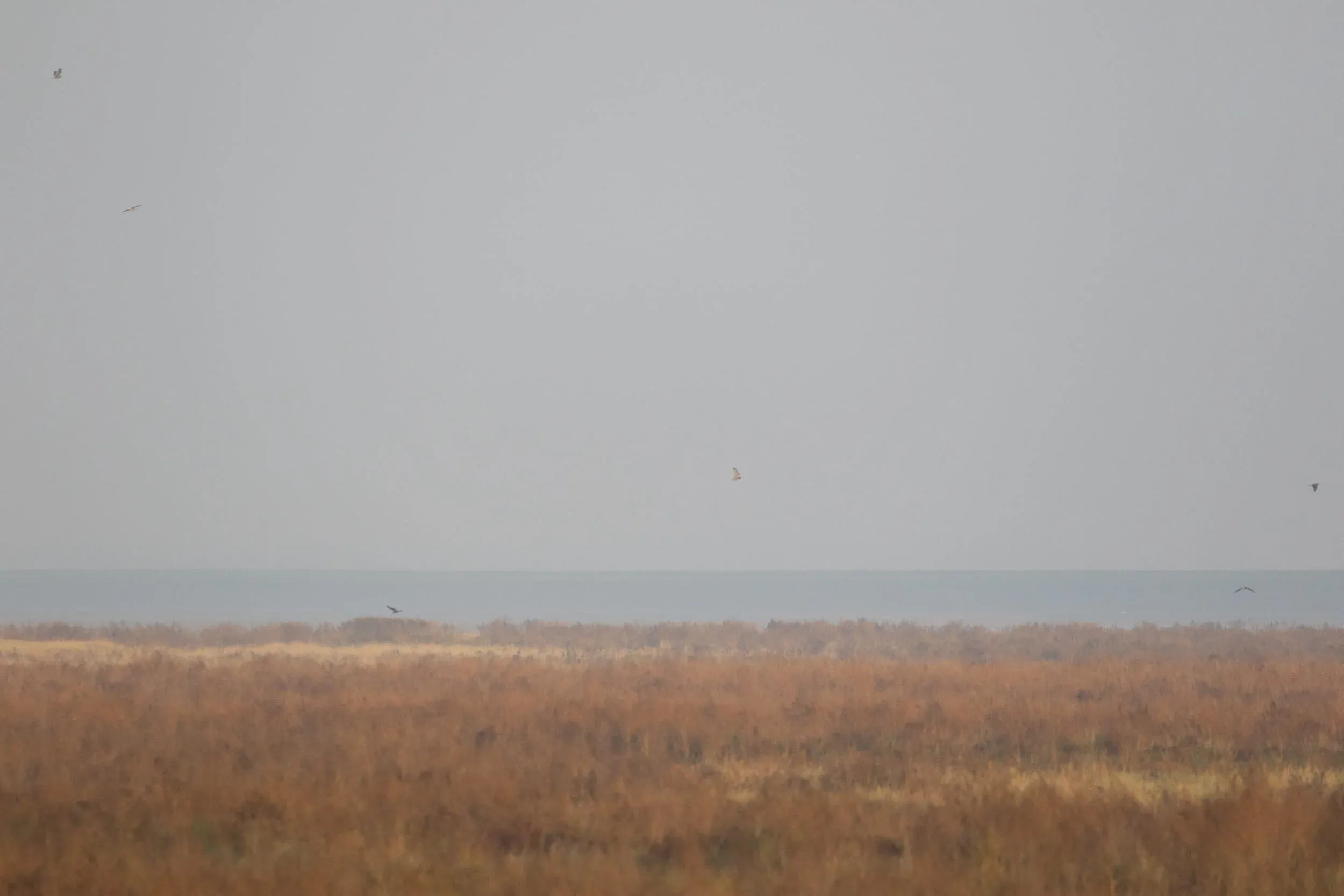 I could not fit more than 3 Short-Eared owls in 1 picture at a time, so here goes: the 3 highest birds are SE Owls, the 3 lowest birds are 1cy Hen Harriers.