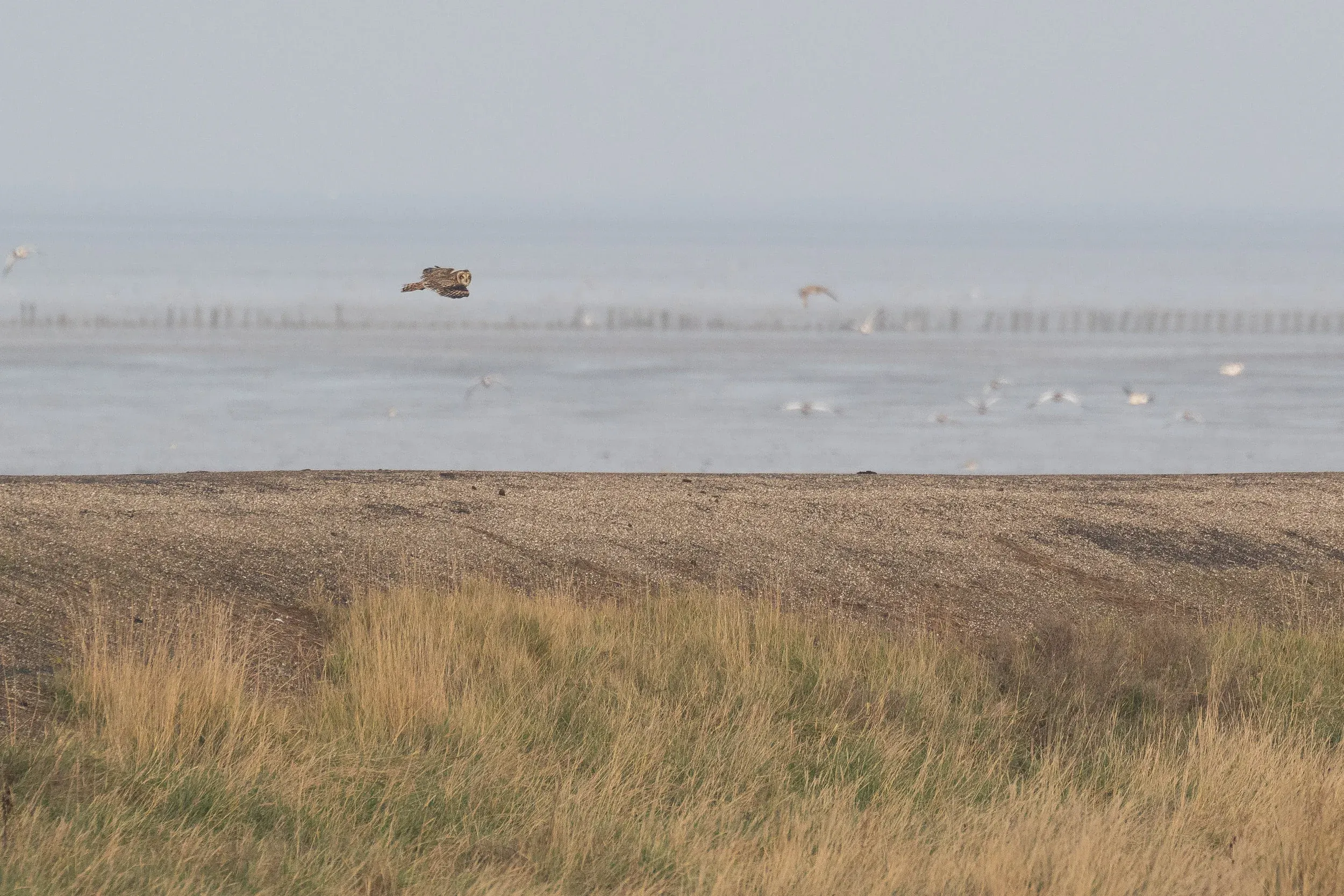 Short-Eared Owl. The same bird as in the previous photo.